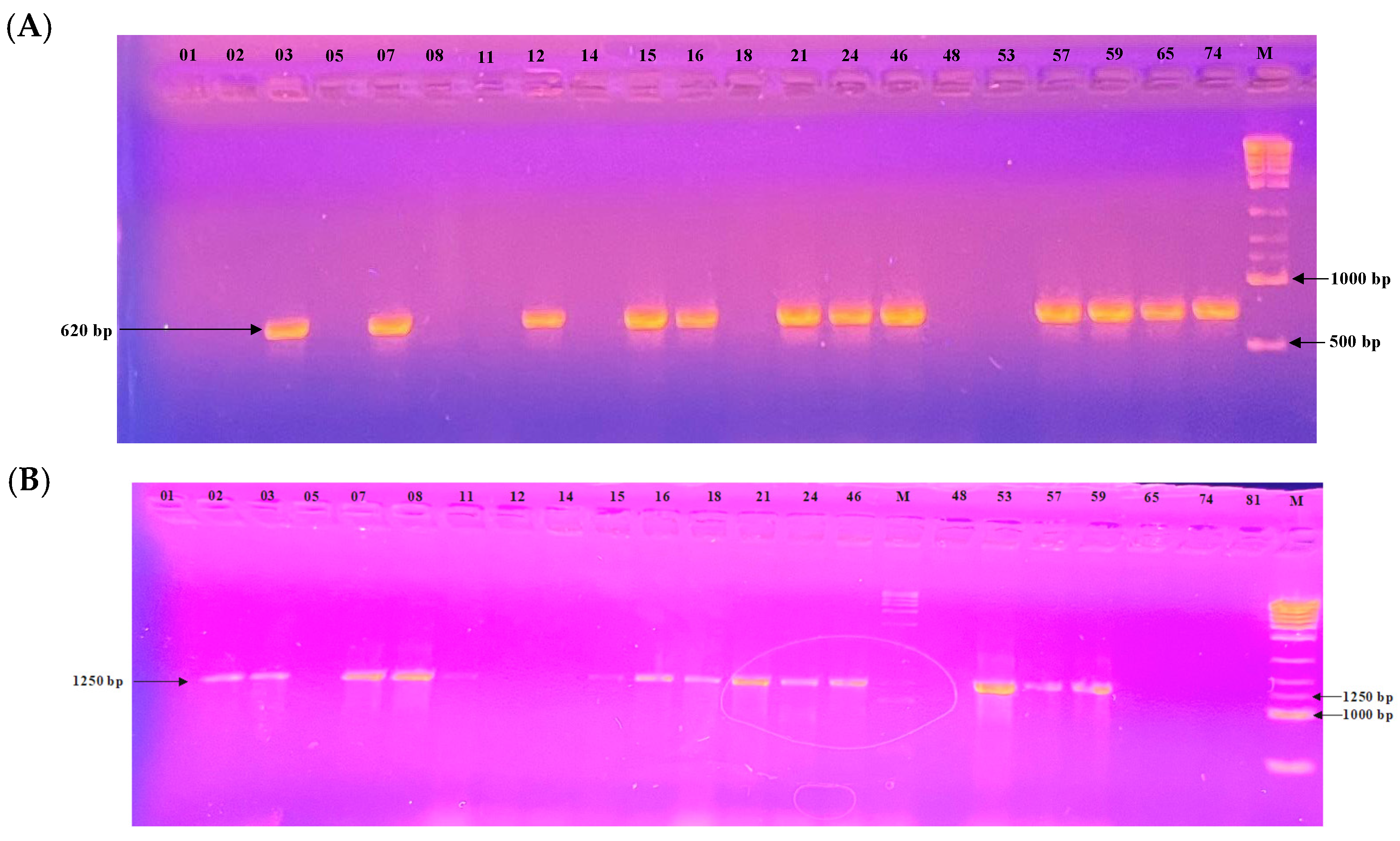 Microbiolres 16 00219 g006 Microbiolres 16 00219 g006