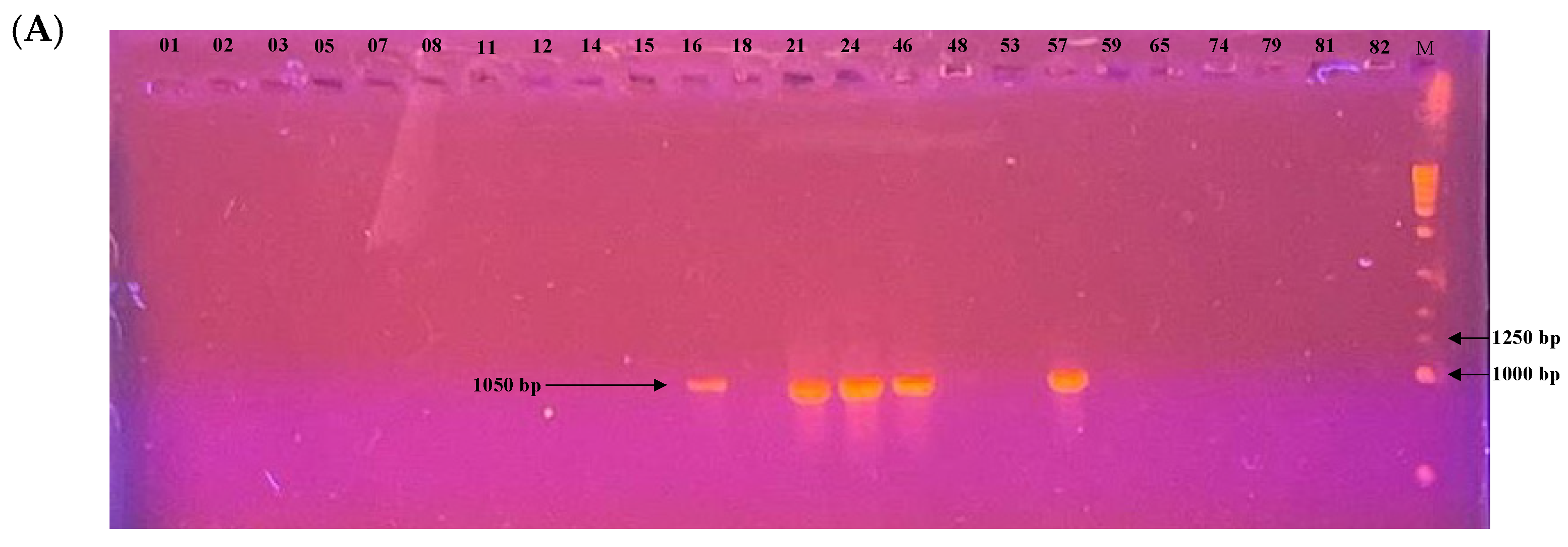 Microbiolres 16 00219 g007a Microbiolres 16 00219 g007a