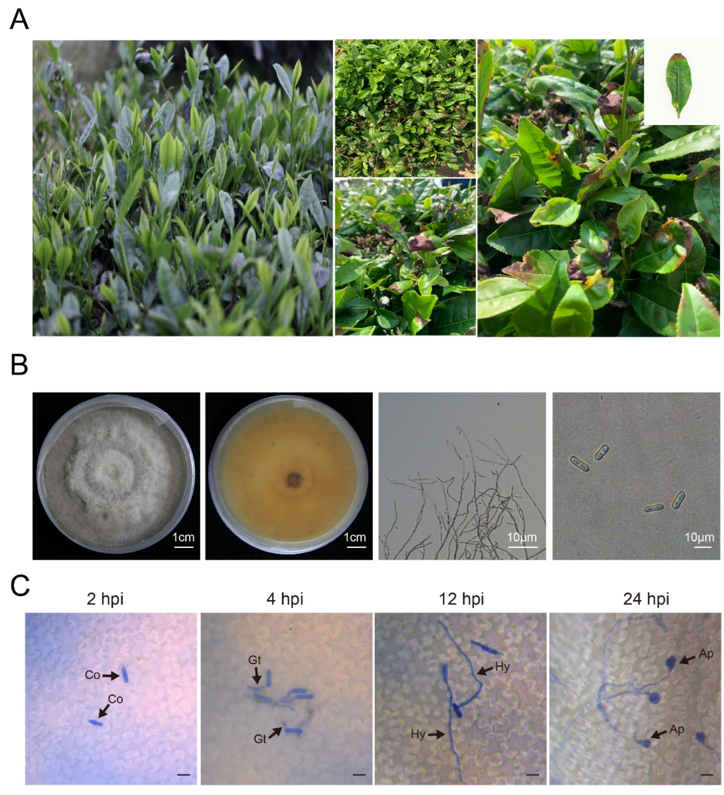 Microbiolres 16 00220 g001 Microbiolres 16 00220 g001