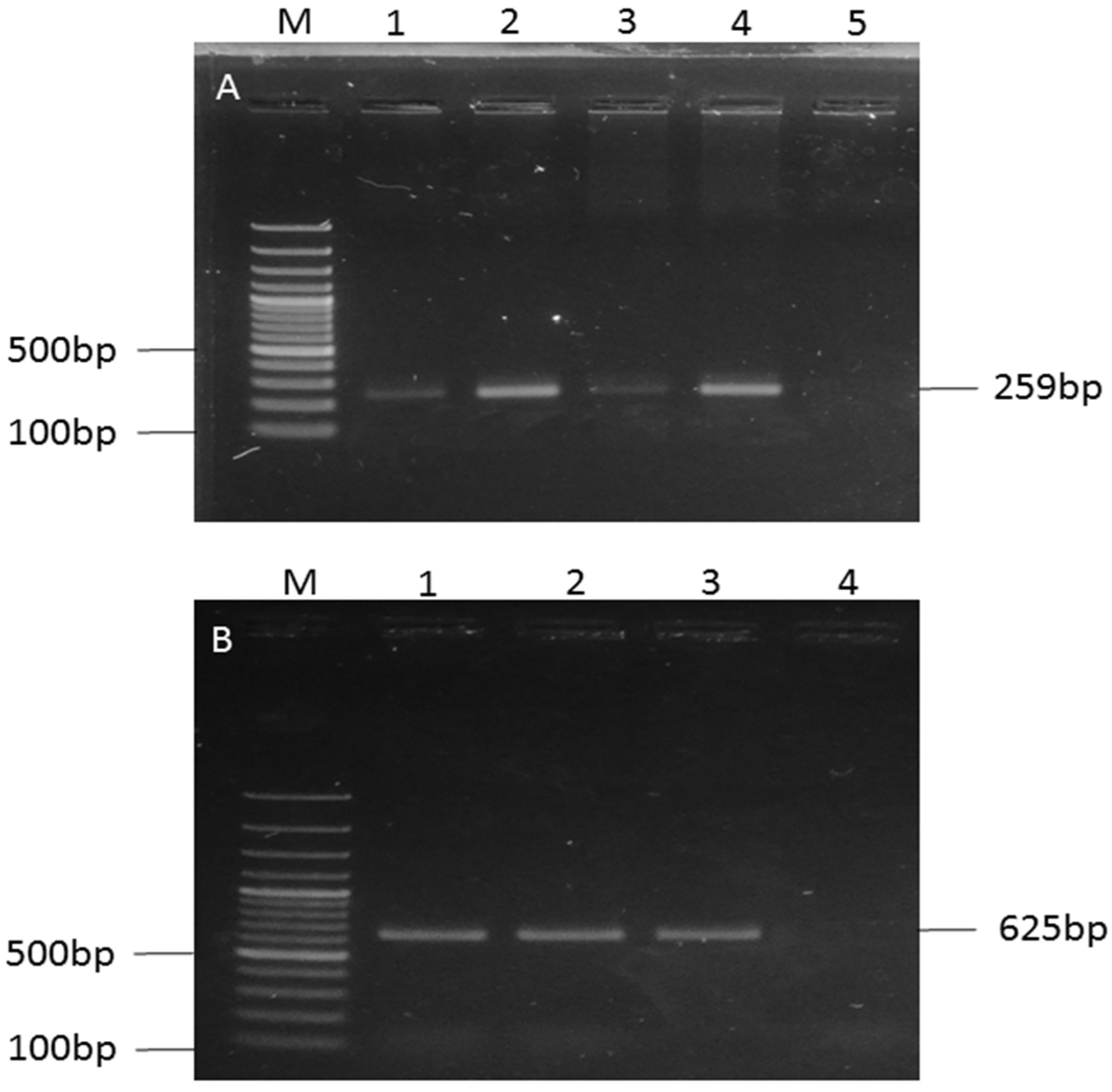 Microbiolres 16 00222 g003 Microbiolres 16 00222 g003