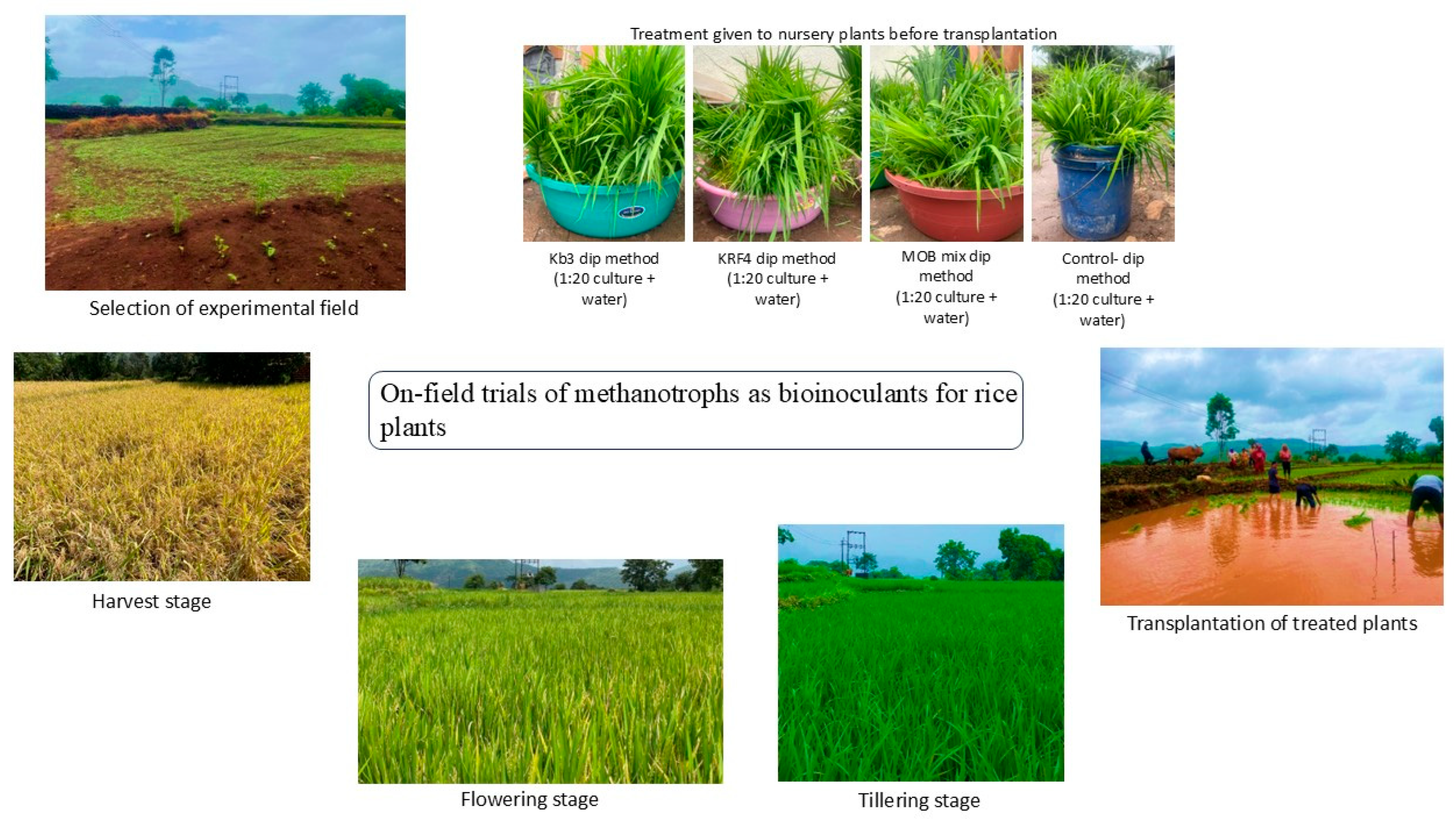 Microbiolres 16 00228 g001 Microbiolres 16 00228 g001