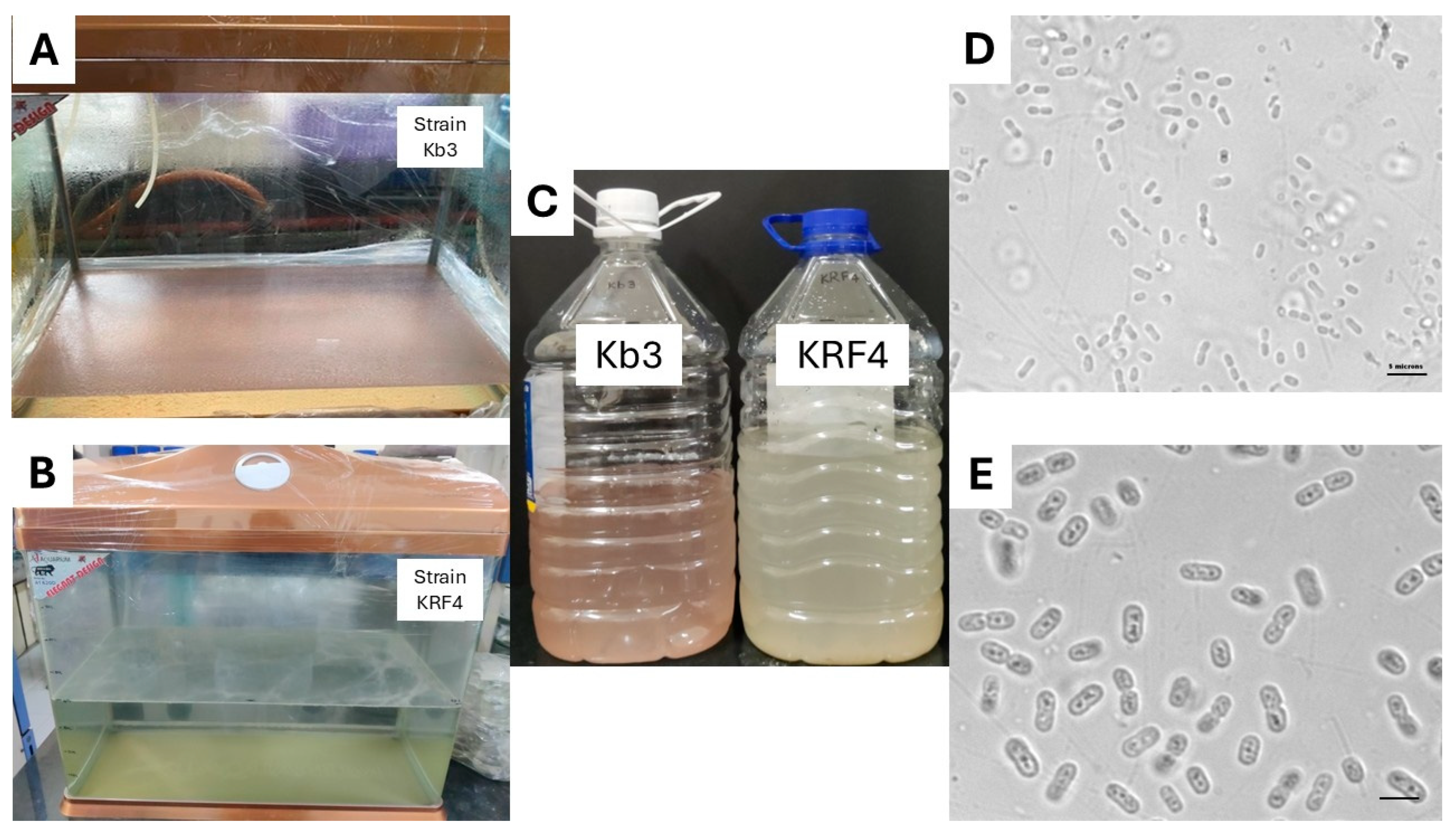 Microbiolres 16 00228 g002 Microbiolres 16 00228 g002