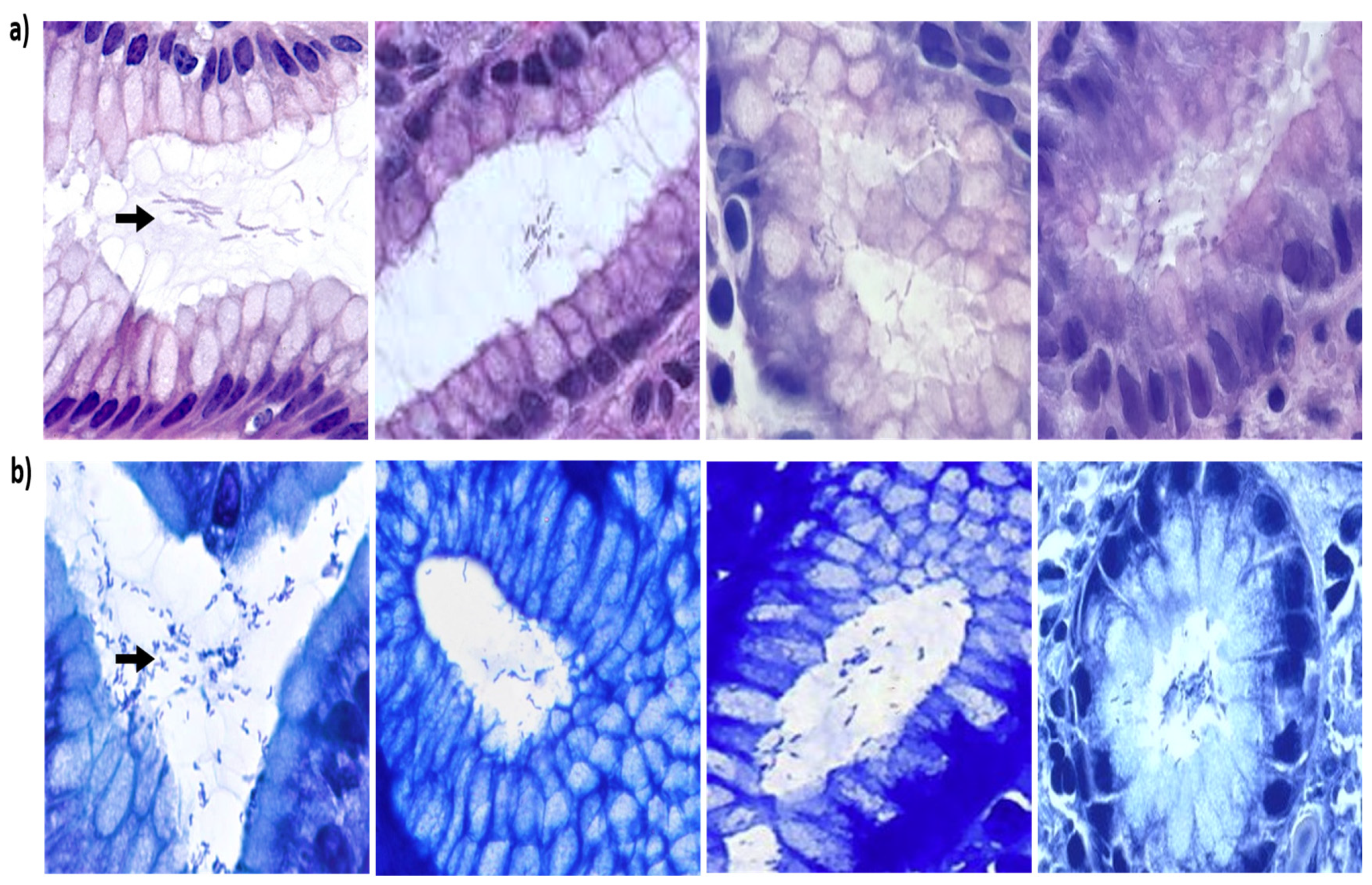 Microbiolres 16 00232 g001 Microbiolres 16 00232 g001