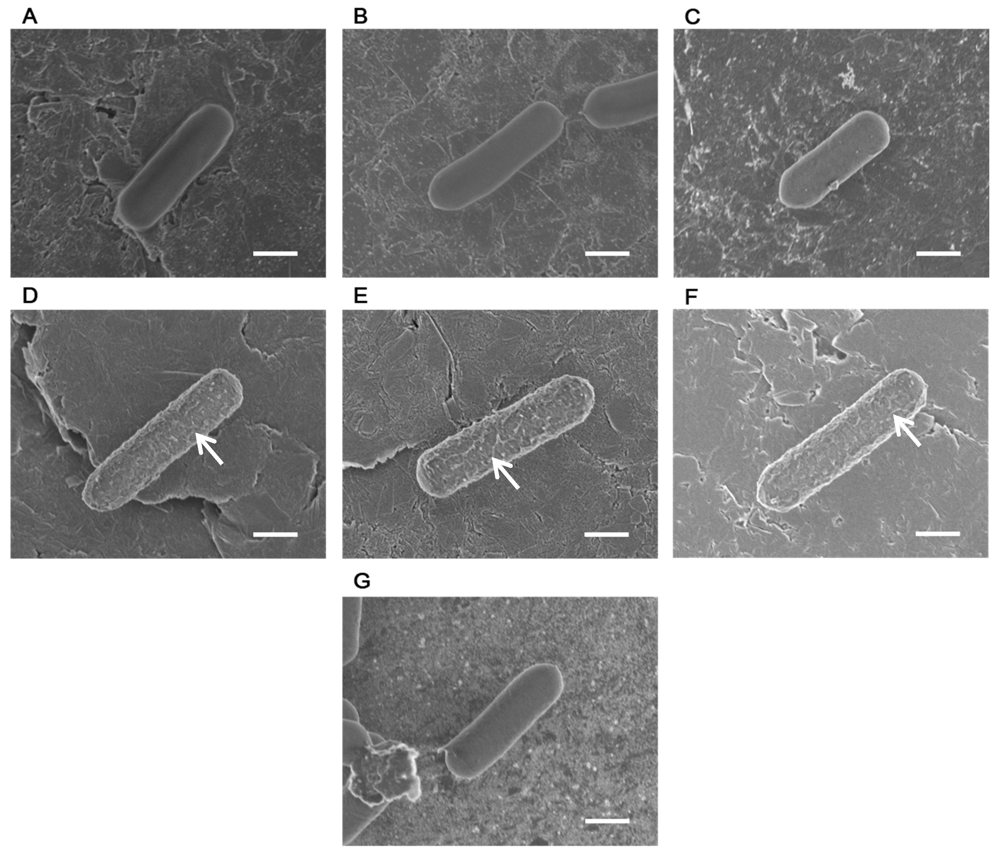 Microbiolres 16 00234 g001 Microbiolres 16 00234 g001