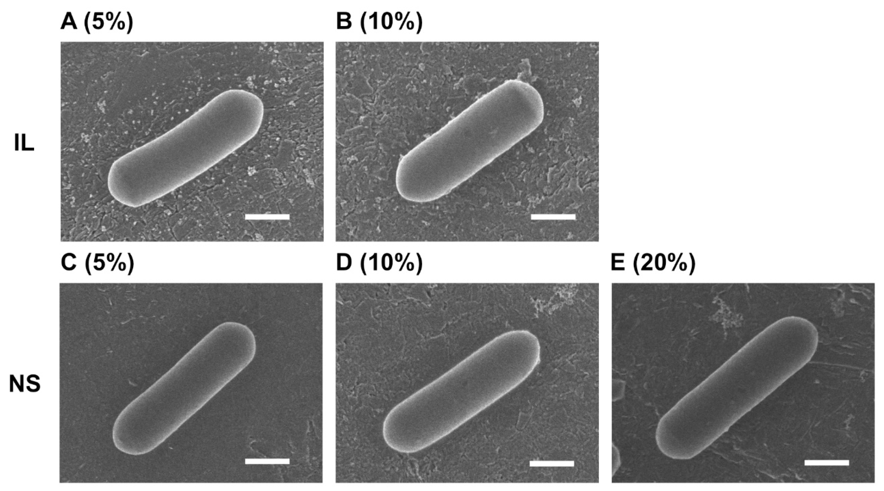 Microbiolres 16 00234 g003 Microbiolres 16 00234 g003