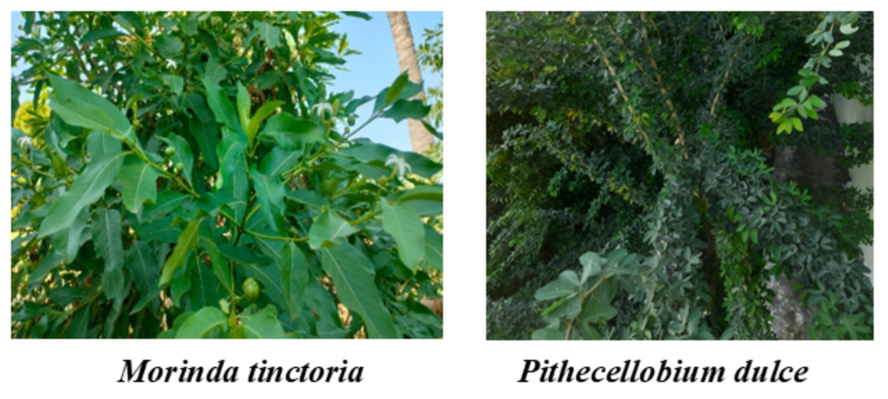 Microbiolres 16 00237 g001