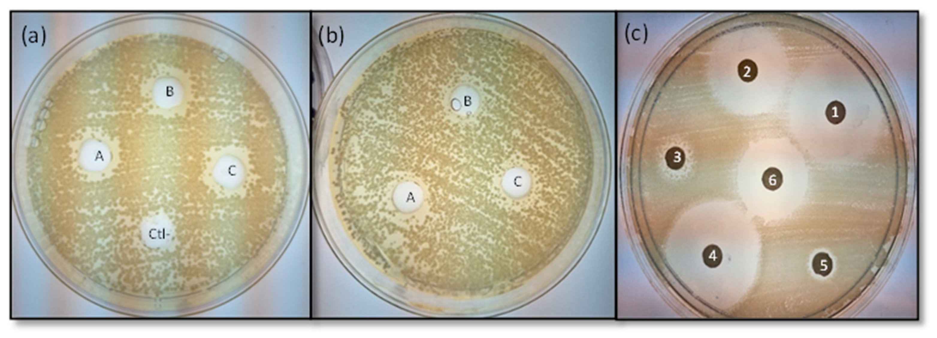 Microbiolres 16 00238 g002