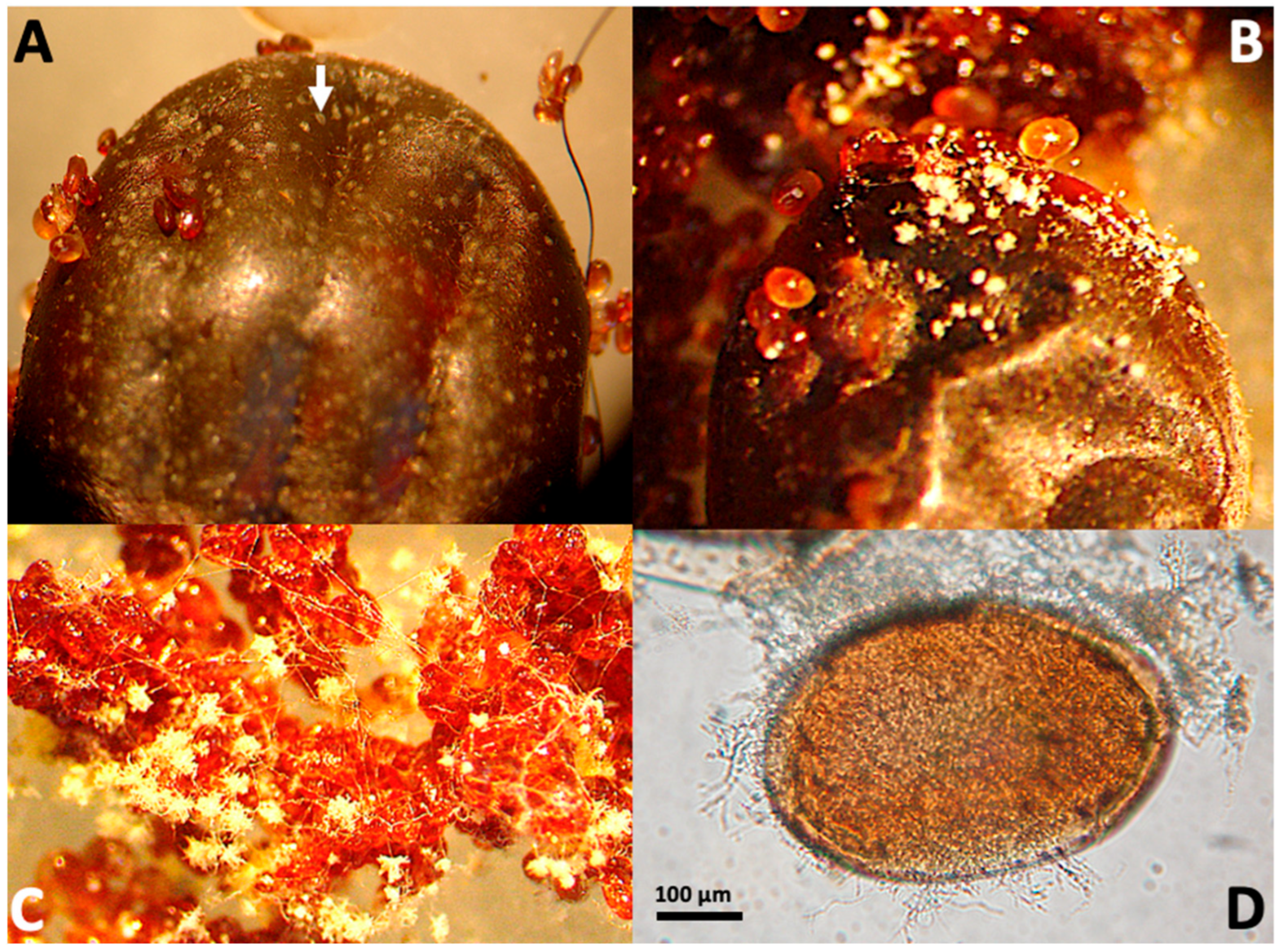 Microbiolres 16 00243 g002