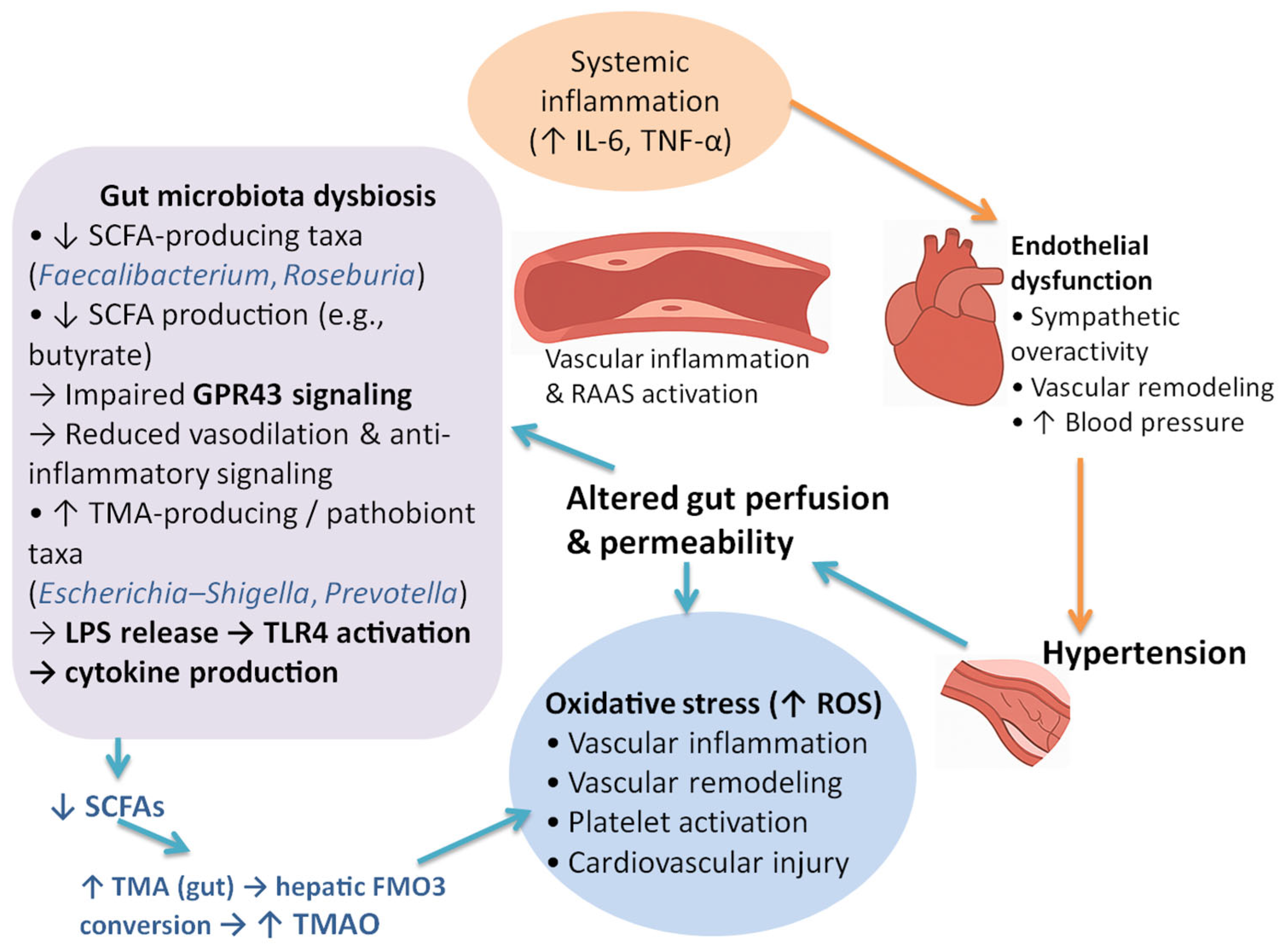 Microbiolres 16 00244 g004