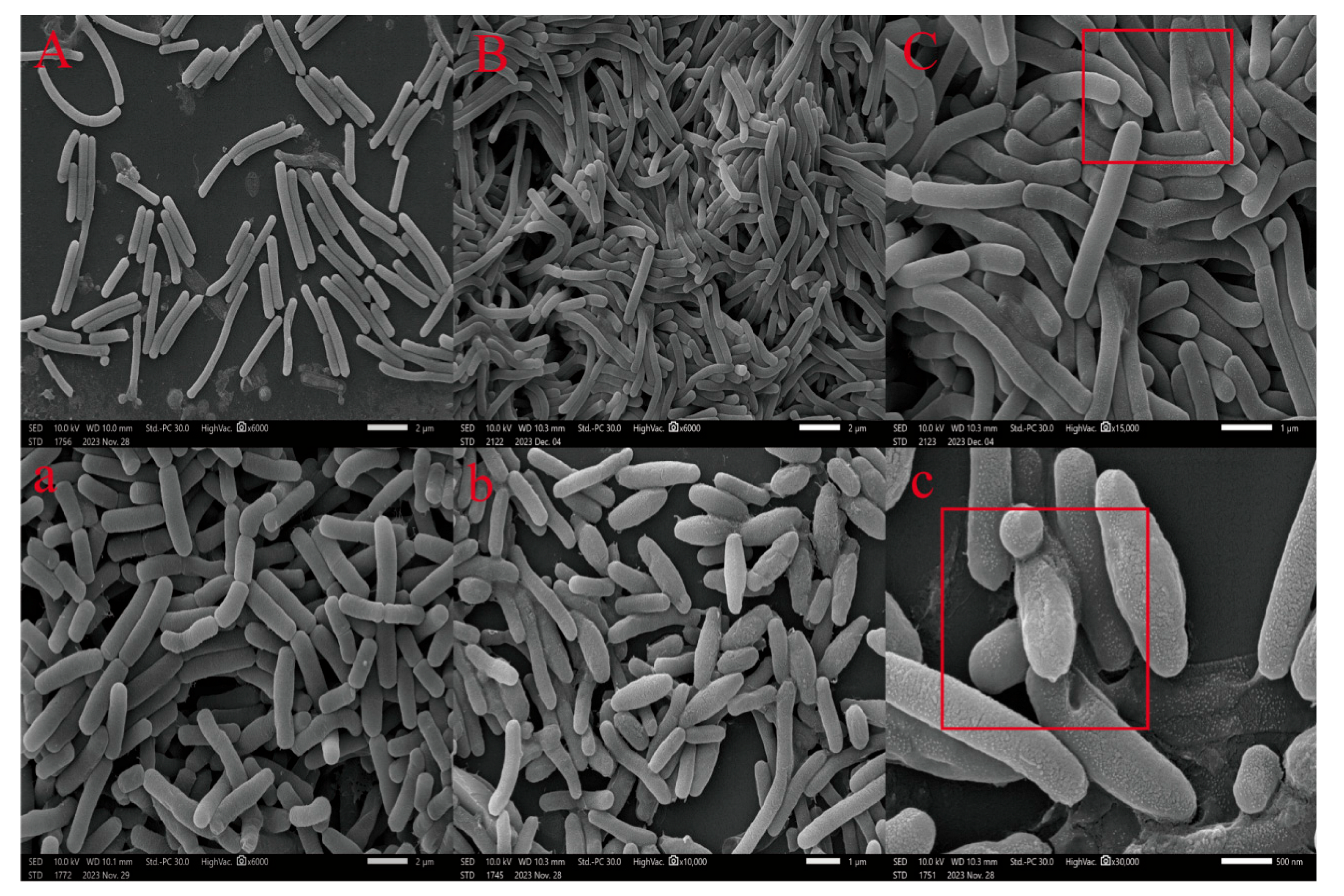 Microbiolres 16 00247 g001
