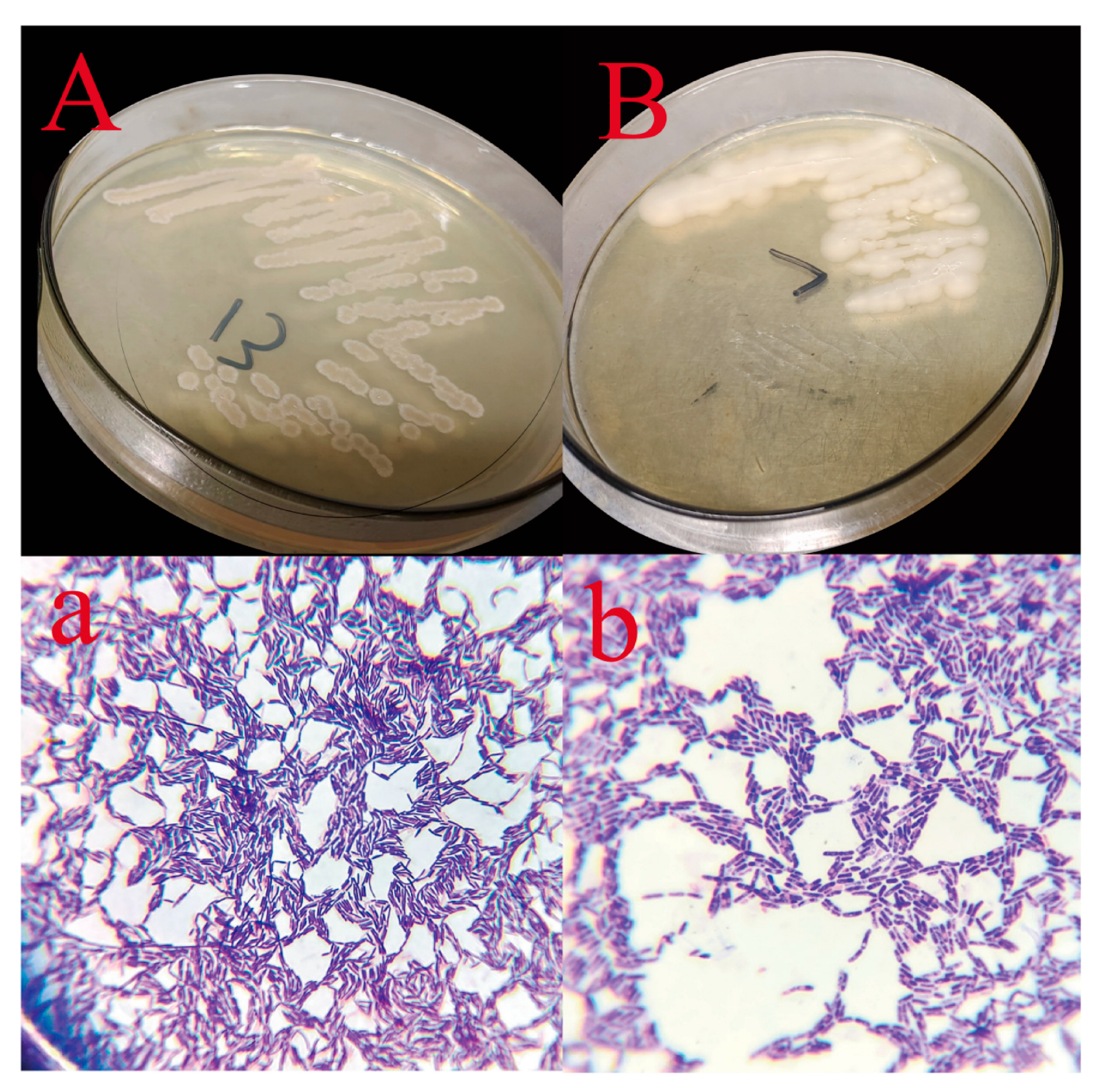 Microbiolres 16 00247 g002