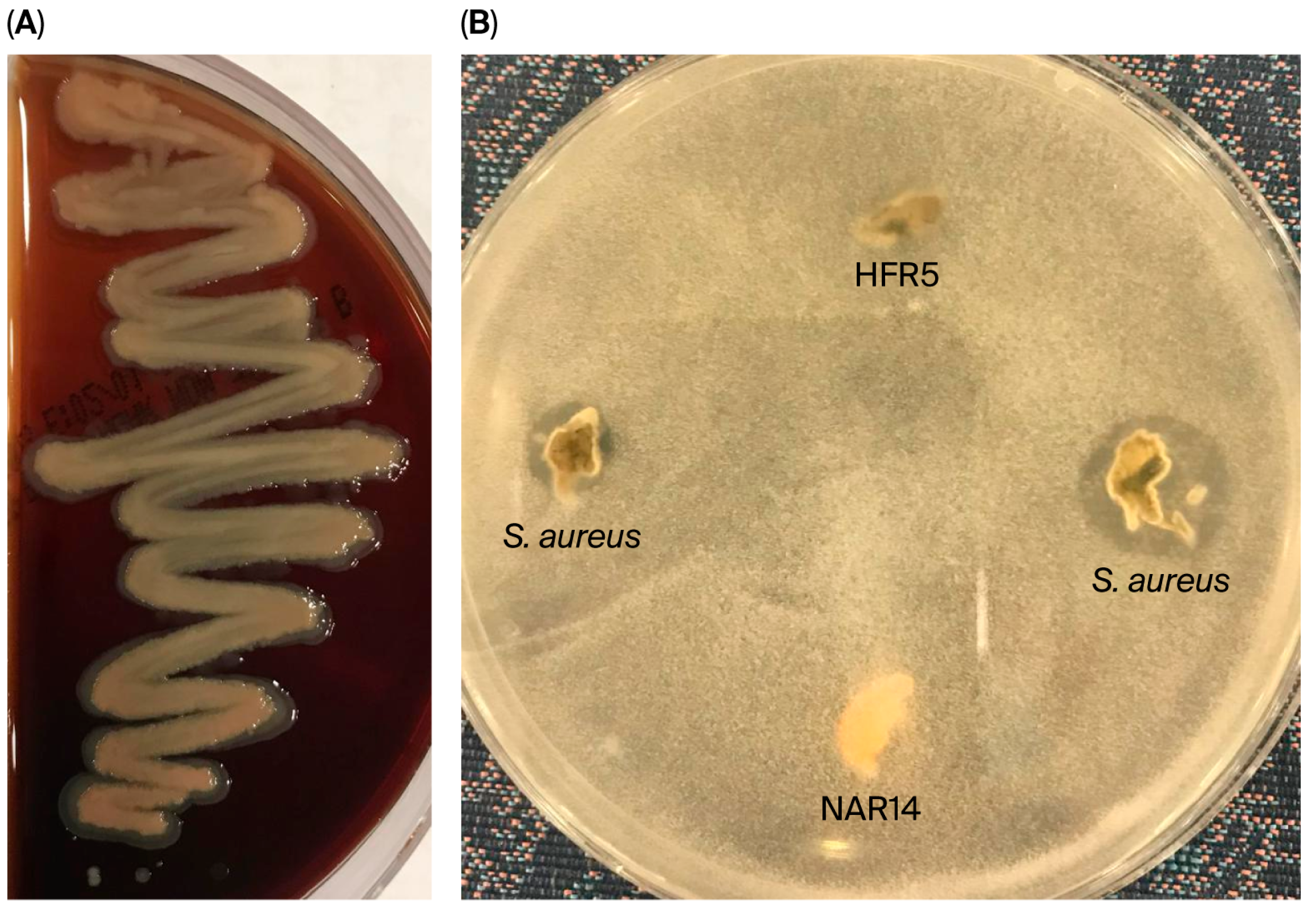 Microbiolres 16 00248 g005