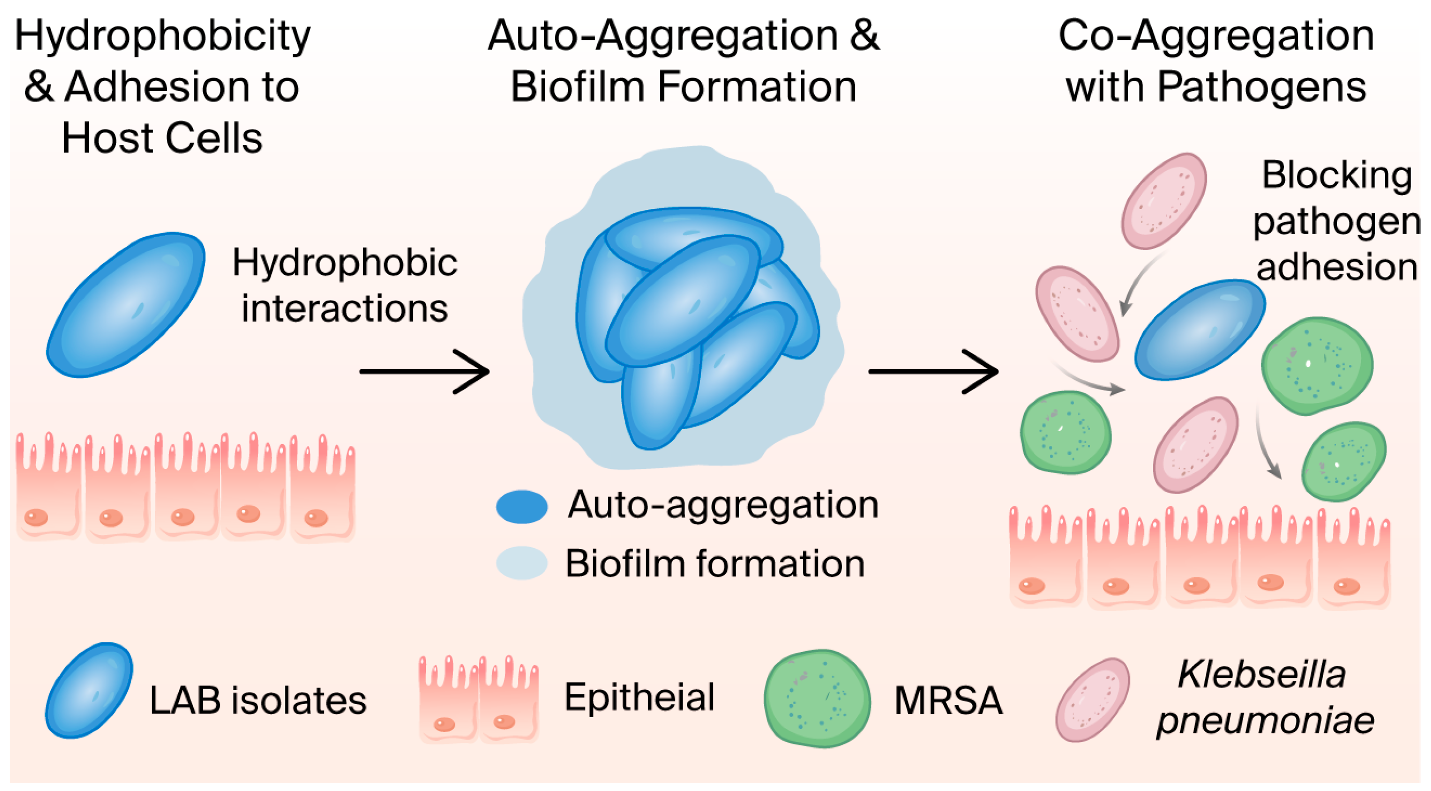 Microbiolres 16 00248 g006