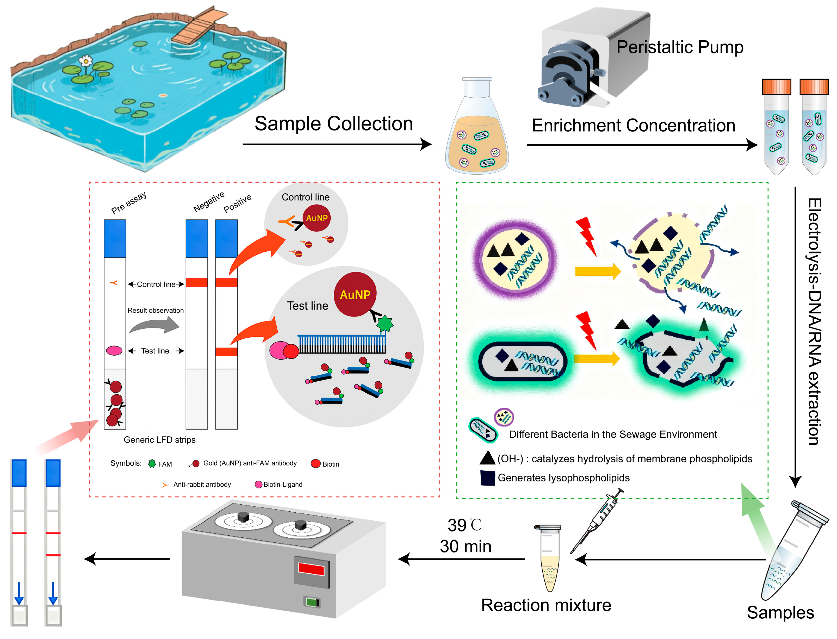 Microbiolres 16 00252 g001 Microbiolres 16 00252 g001