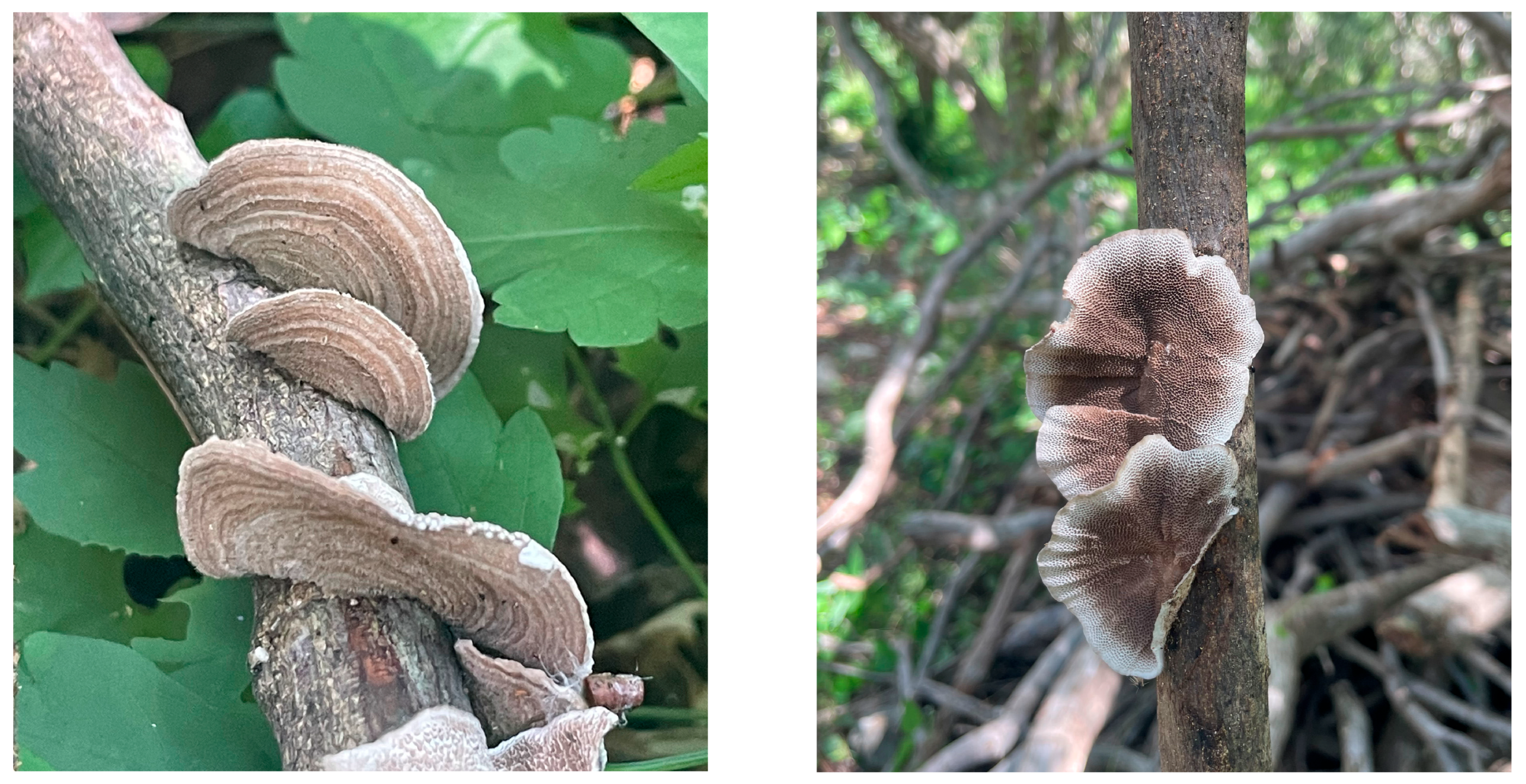 Microbiolres 16 00263 g001