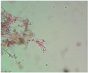 Microbiolres 17 00045 i004