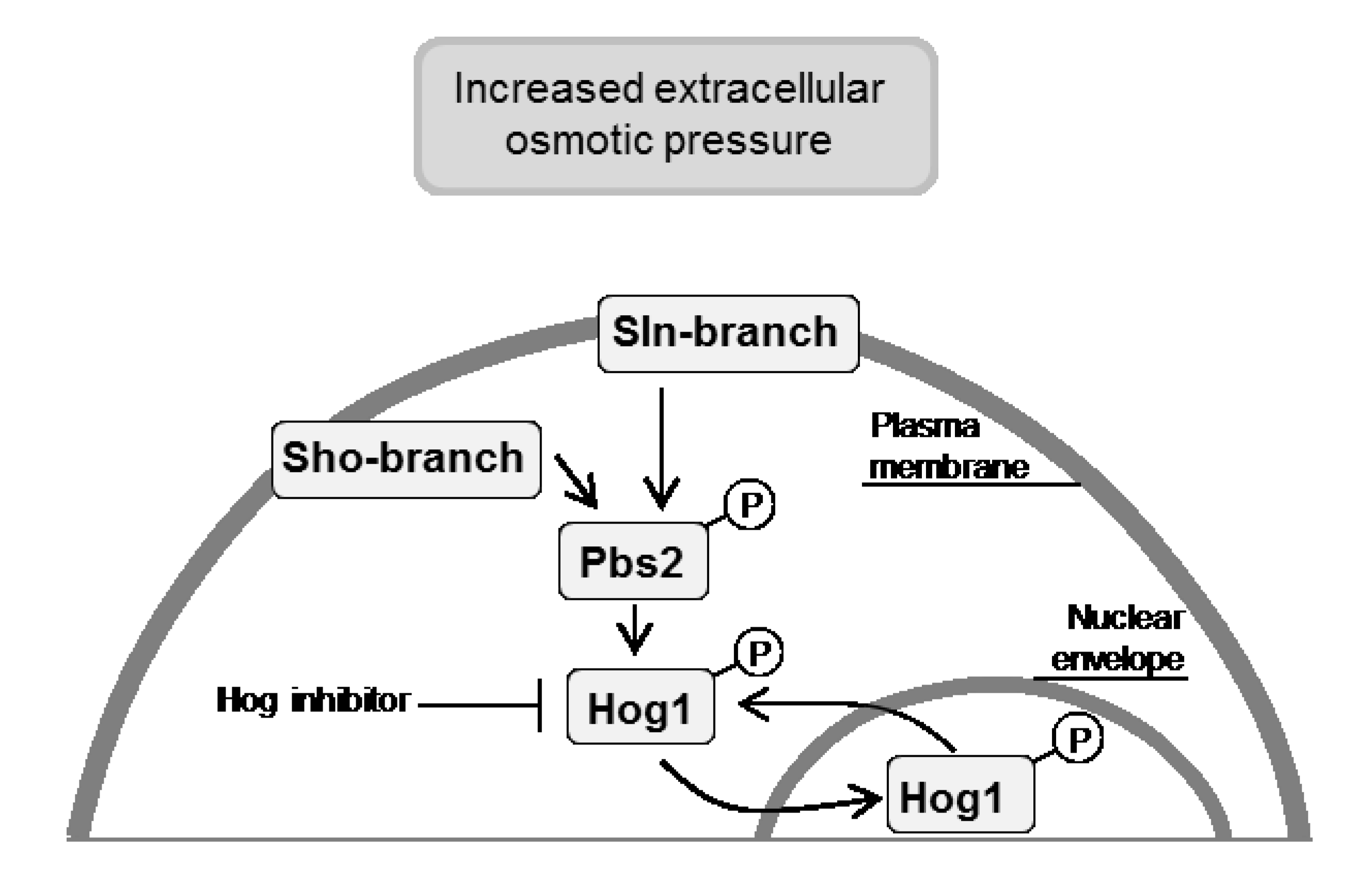 Micromachines 05 00081 g001 1024