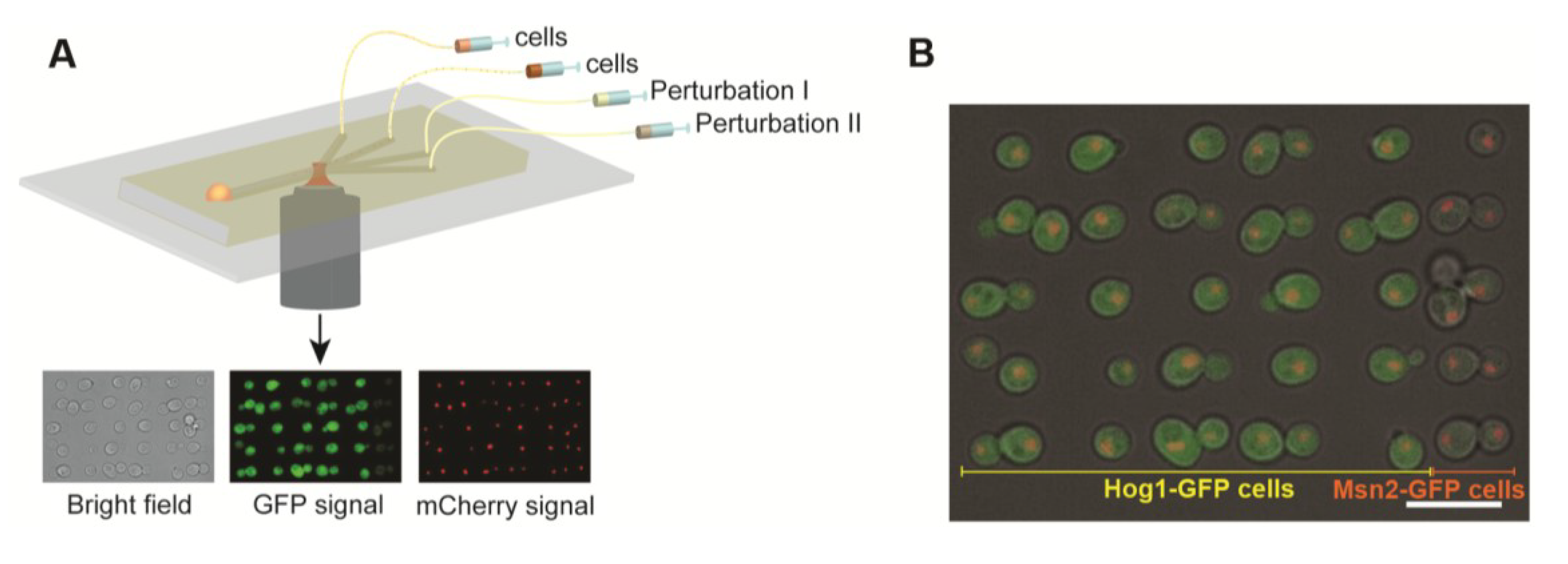 Micromachines 05 00081 g002 1024