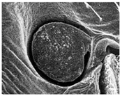 Micromachines 06 00718 i005