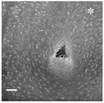 Micromachines 07 00179 i012