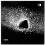 Micromachines 07 00179 i013