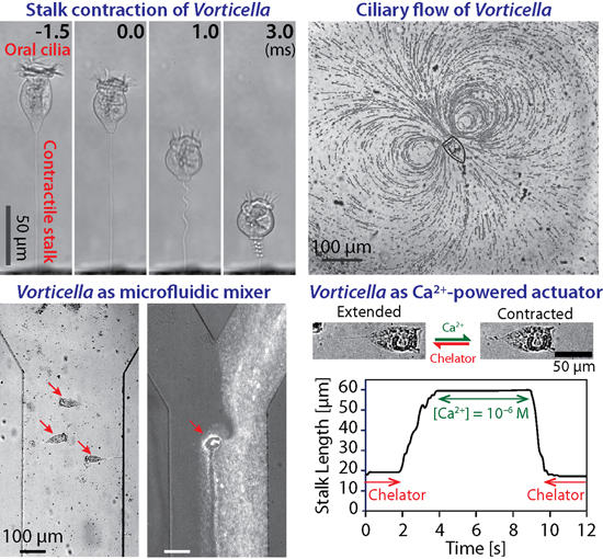 Voticell full essay 03 image