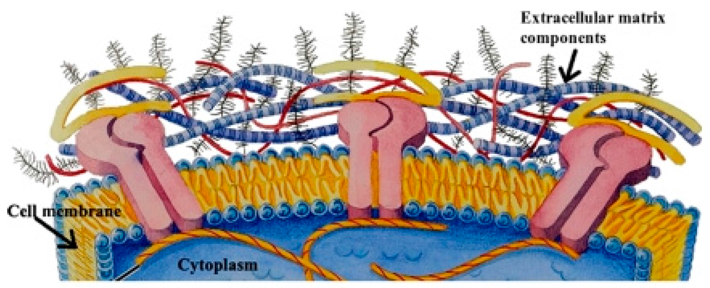 Micromachines 08 00166 g004 550