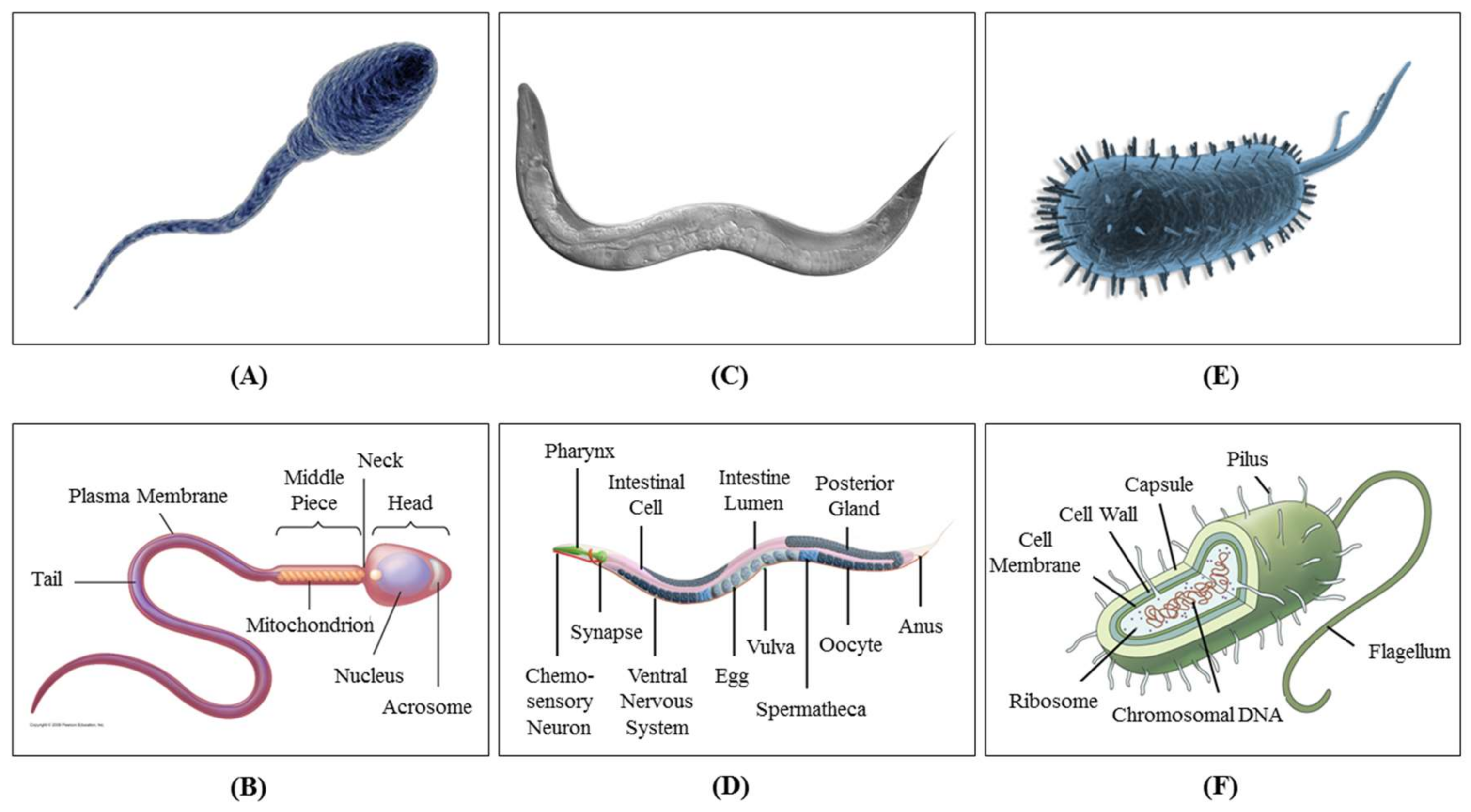 Micromachines 09 00149 g001