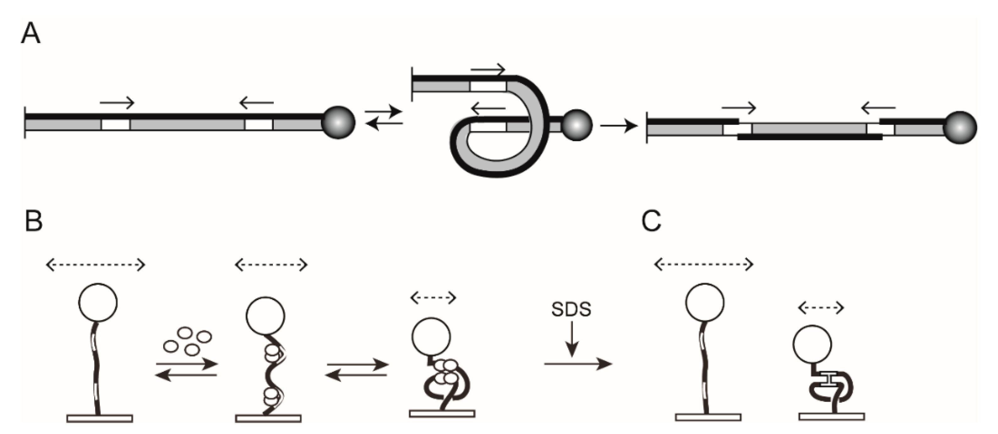 micromachines free full text single molecule tethered particle dna recombination