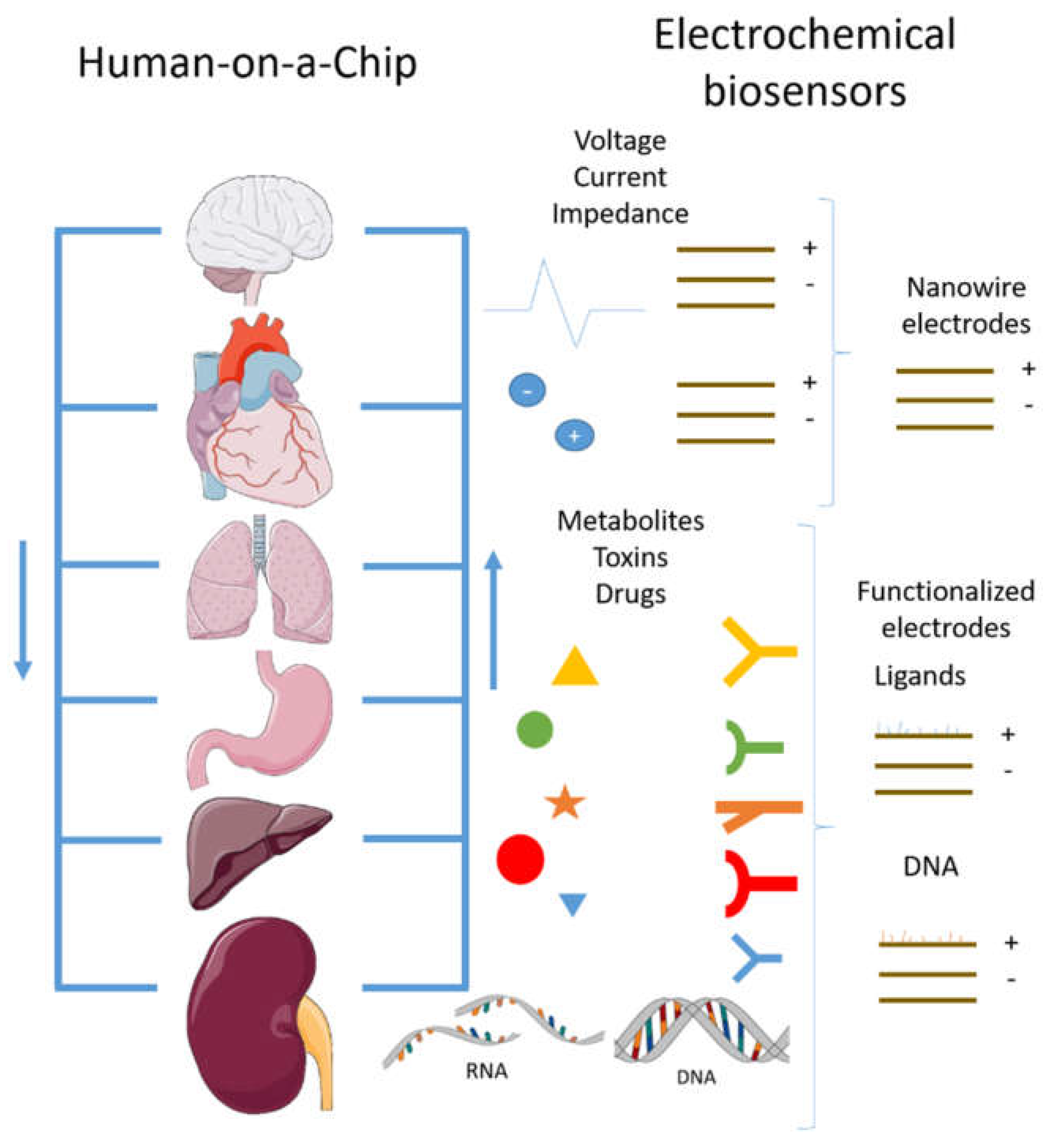 Micromachines Free Full Text Organs On A Chip Module A Review From The Development And Applications Perspective Html