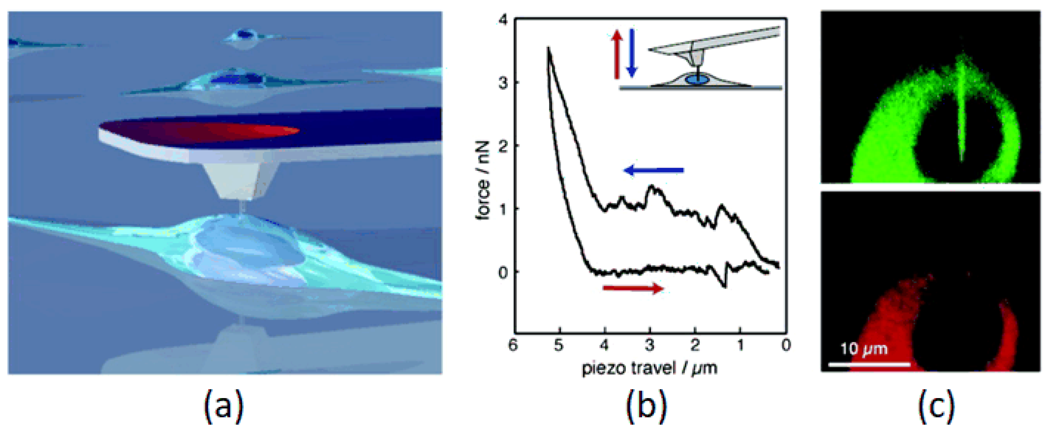 Micromachines 09 00654 g008
