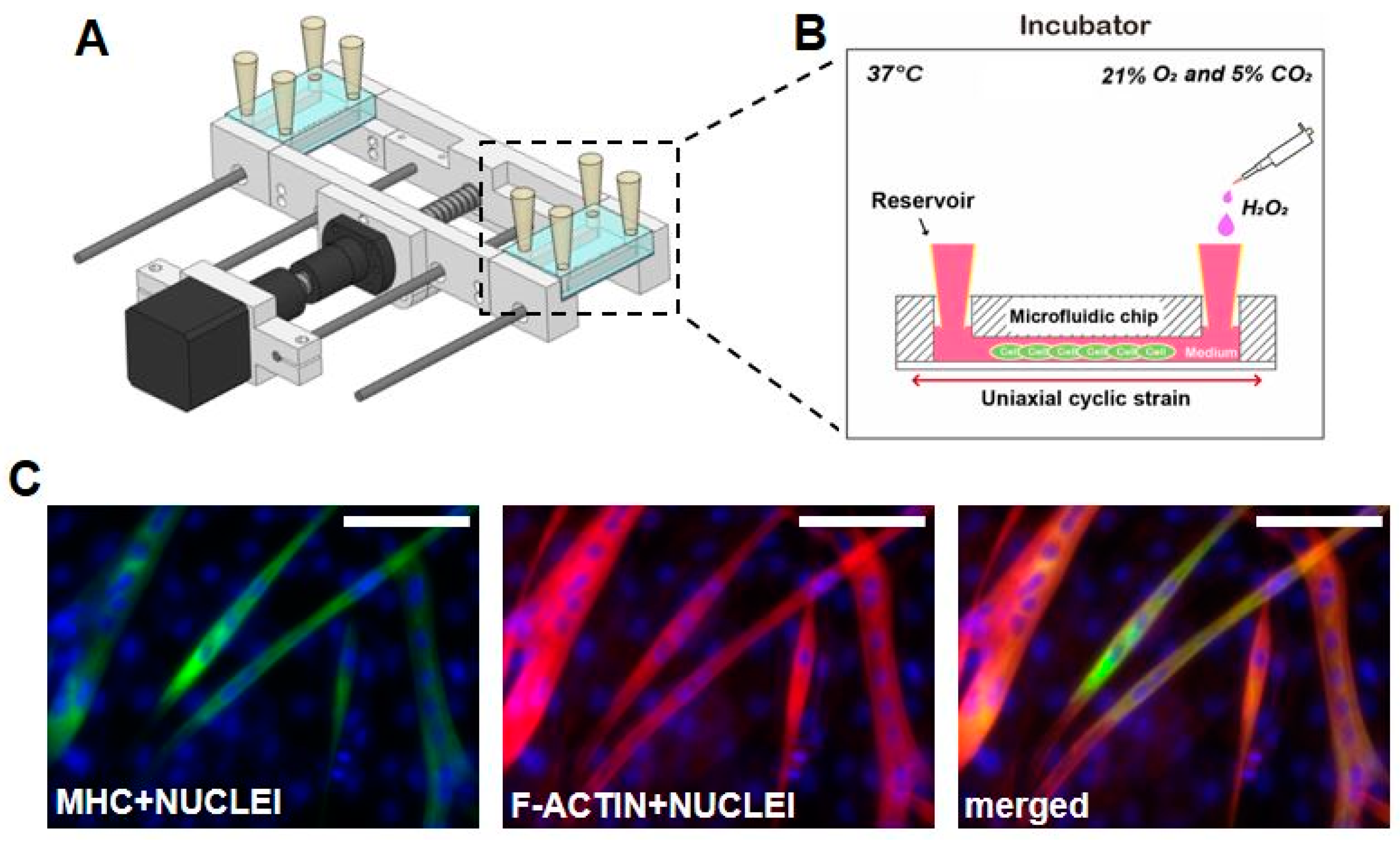 Micromachines 09 00671 g001 Micromachines 09 00671 g001