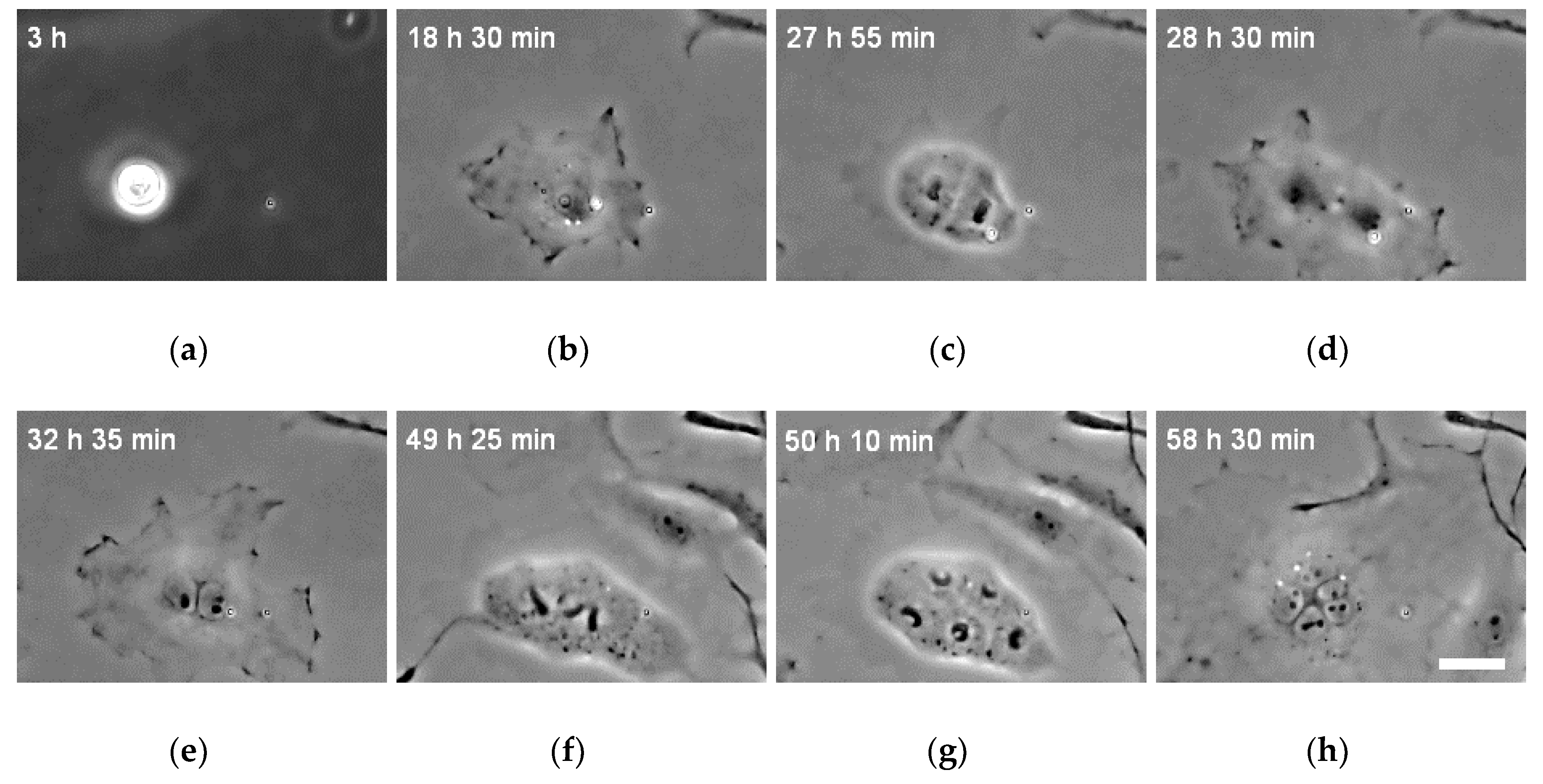 Micromachines 10 00156 g004 Micromachines 10 00156 g004