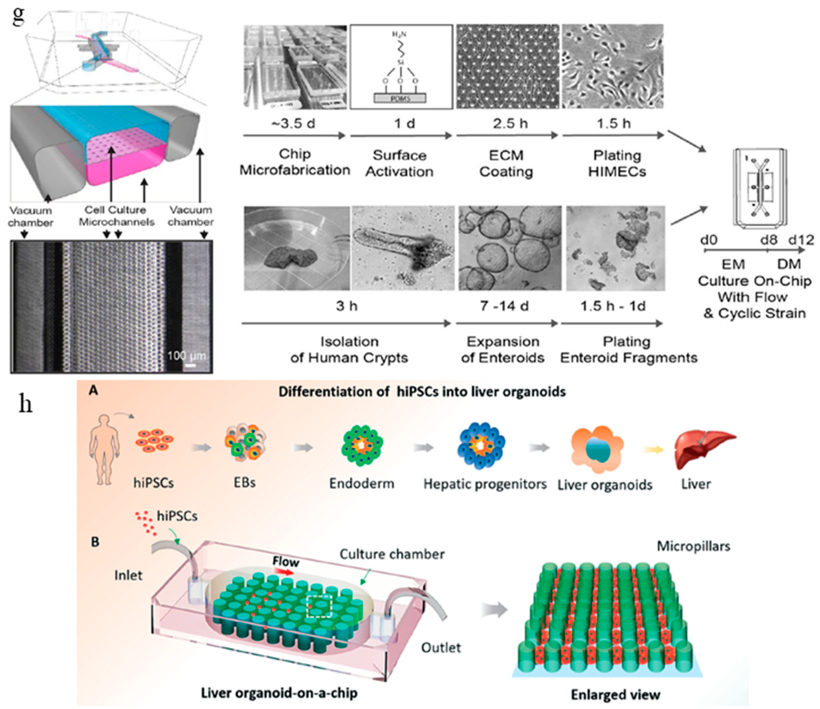 Micromachines | Free Full-Text | Engineering Microfluidic ...