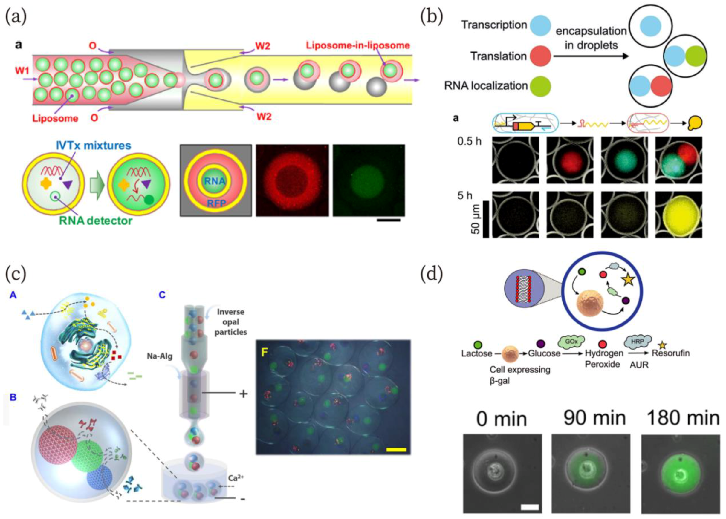 Micromachines Free Full Text Creation Of Artificial Cell Like Structures Promoted By Microfluidics Technologies Html