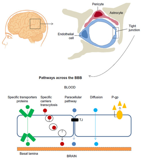 Micromachines Free Full Text Recent Progress In Microfluidic Models Of The Blood Brain Barrier Html Micromachines Free Full Text Recent Progress In Microfluidic Models Of The Blood Brain Barrier Html