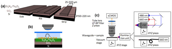 Micro-optical Components for Bioimaging on Tissues, Cells and ...