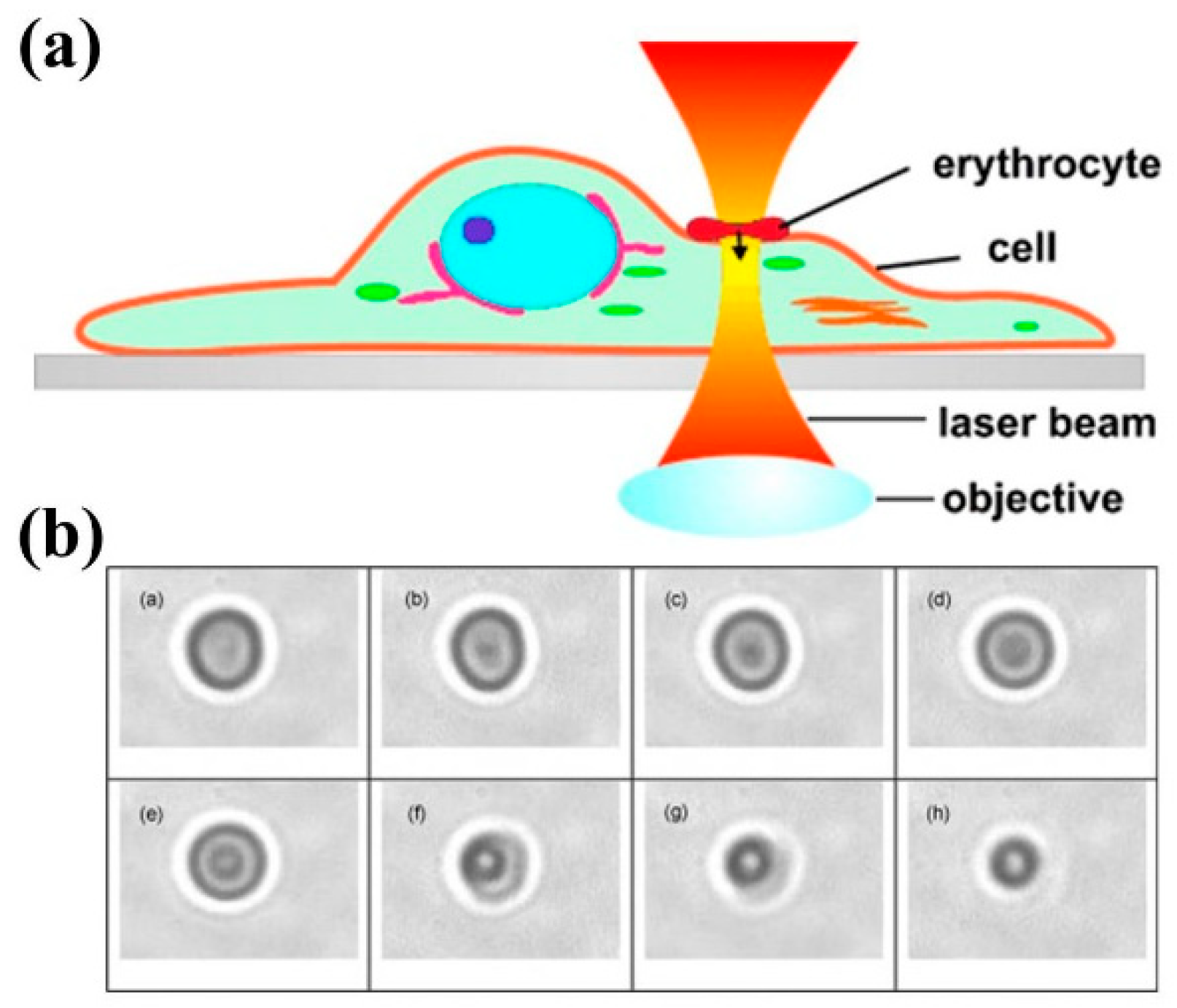 Micromachines 10 00507 g004