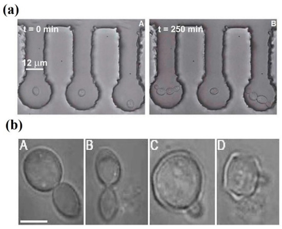 Optical Tweezers: Phototoxicity and Thermal Stress in Cells and