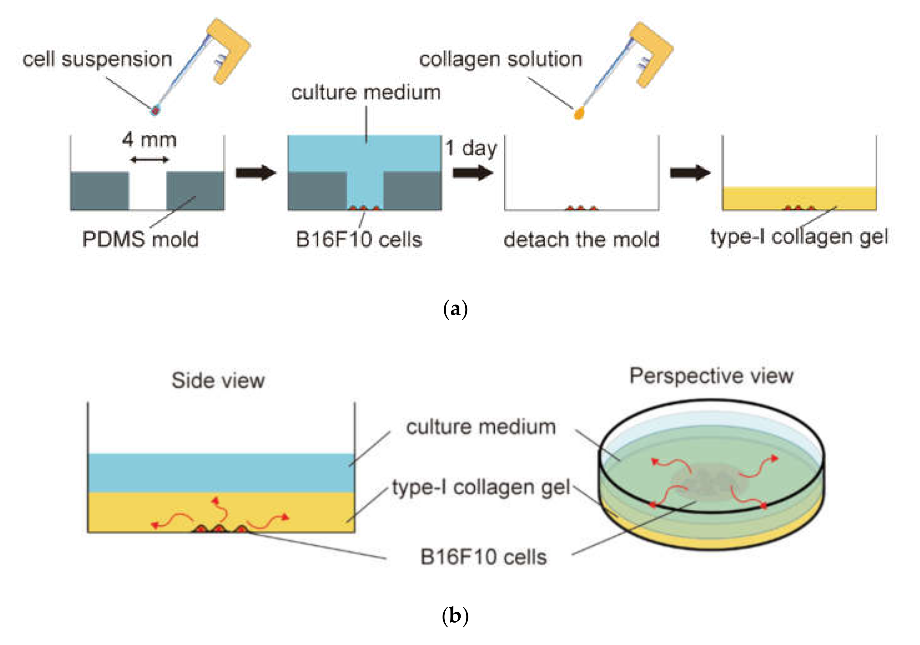 analysis of invasion 3d culture nih imagej software analysis of invasion 3d culture nih imagej software