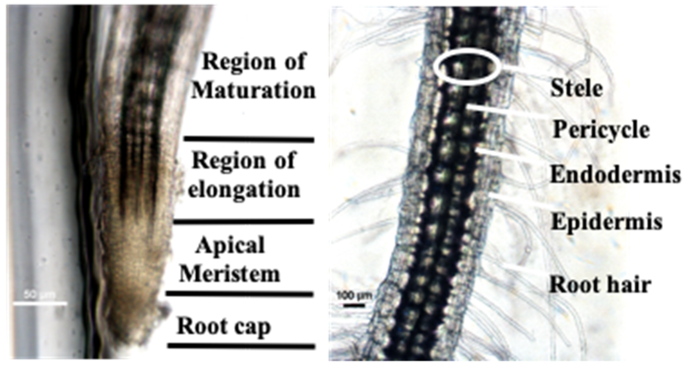 Micromachines 10 00884 g007