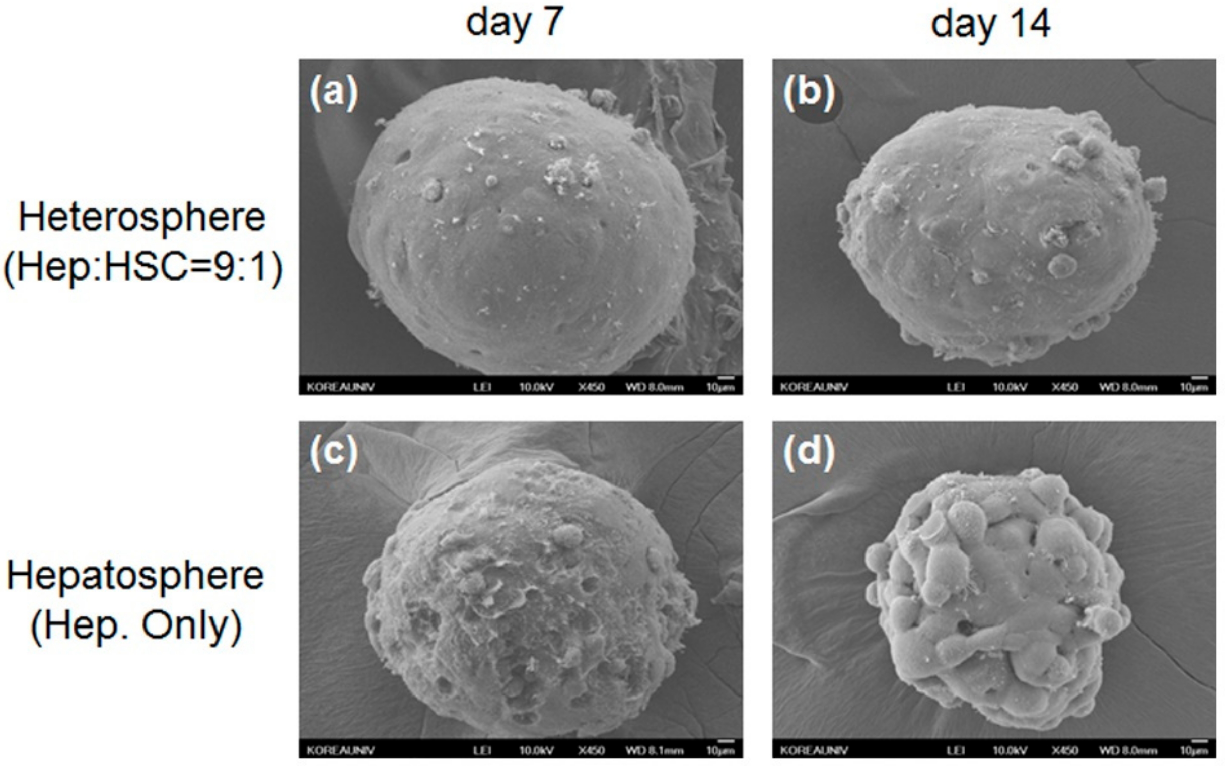 Micromachines 11 00036 g003 Micromachines 11 00036 g003