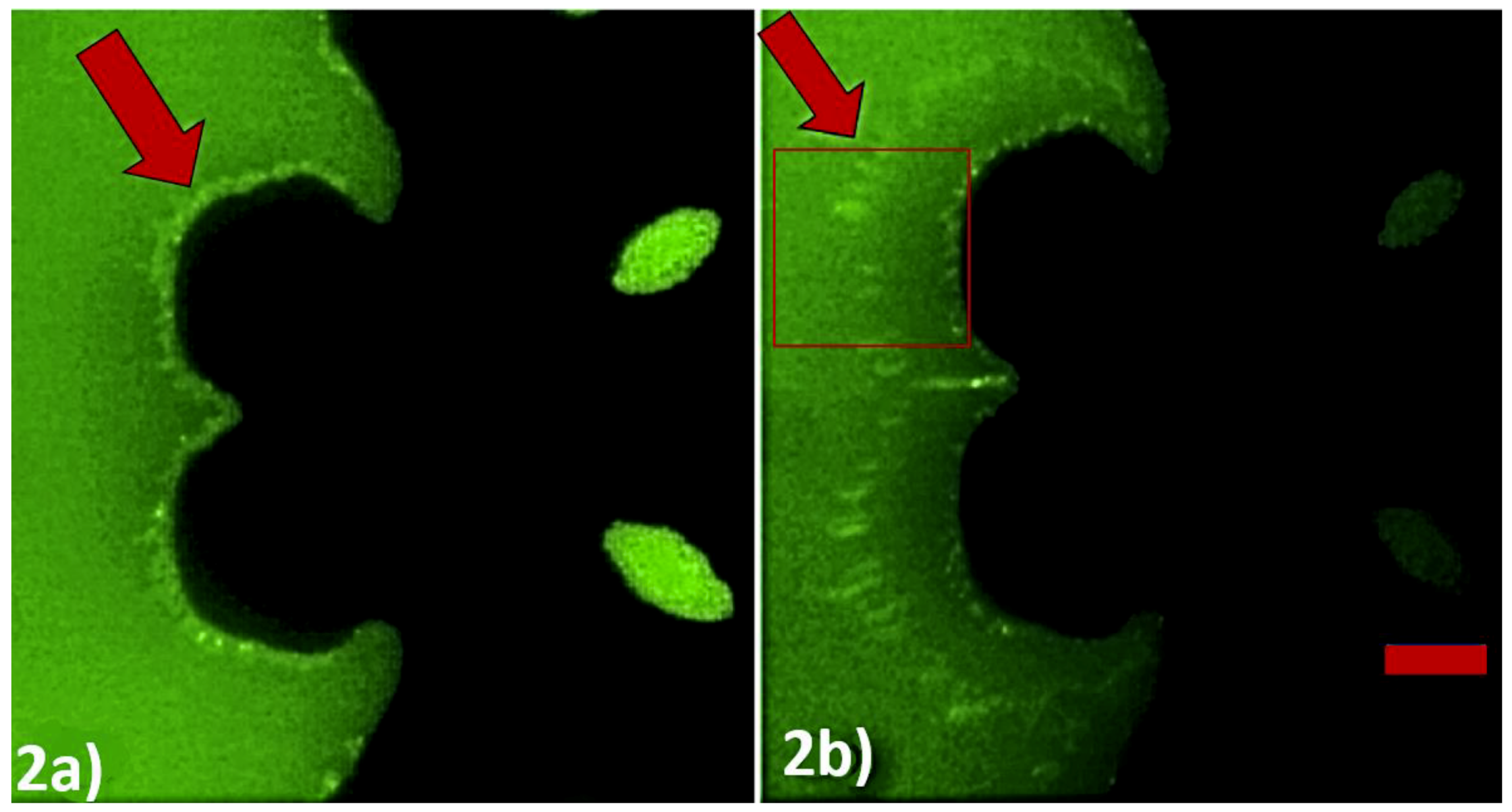 Micromachines 11 00039 g002