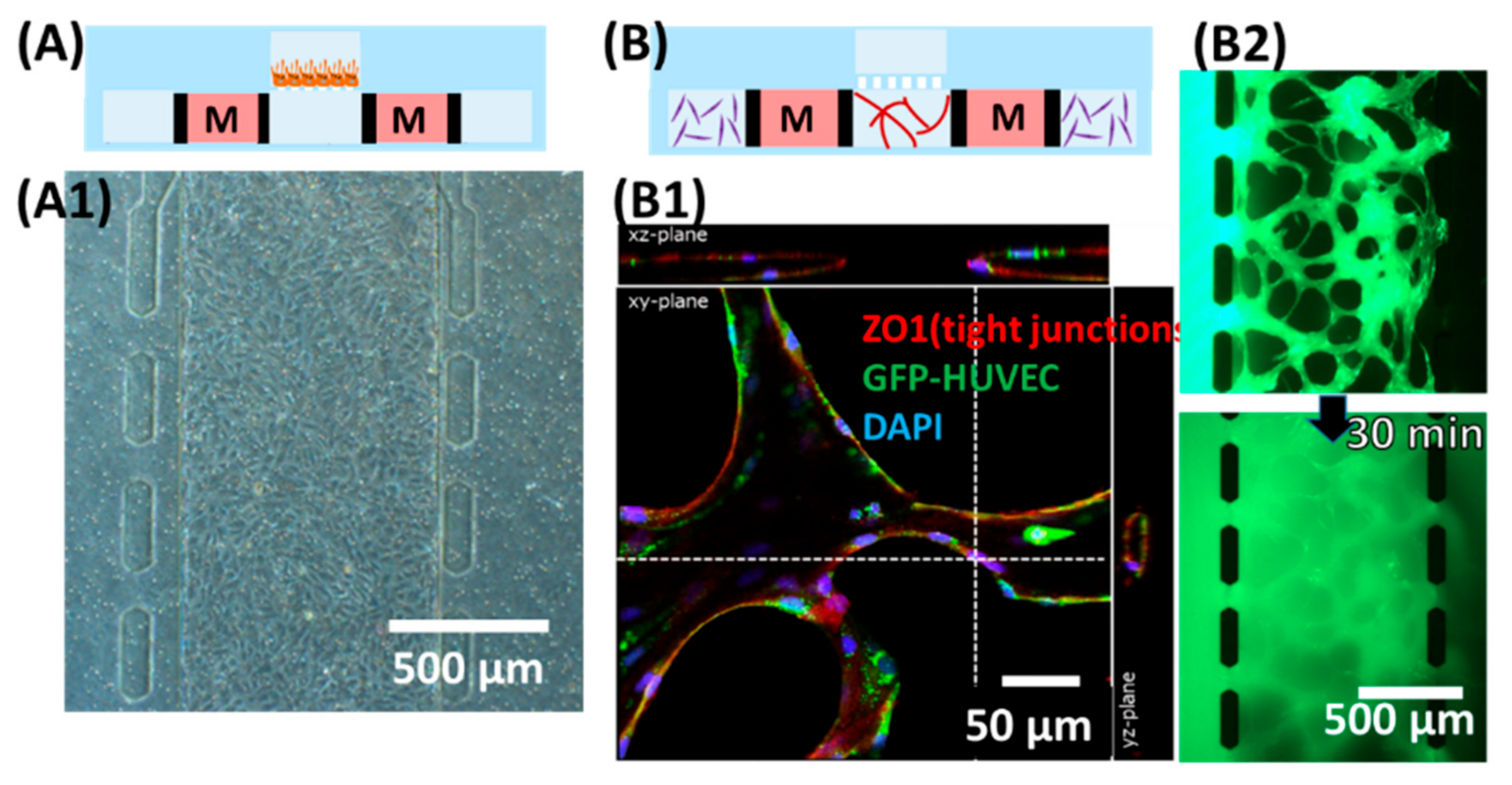 Micromachines 11 00079 g002 Micromachines 11 00079 g002