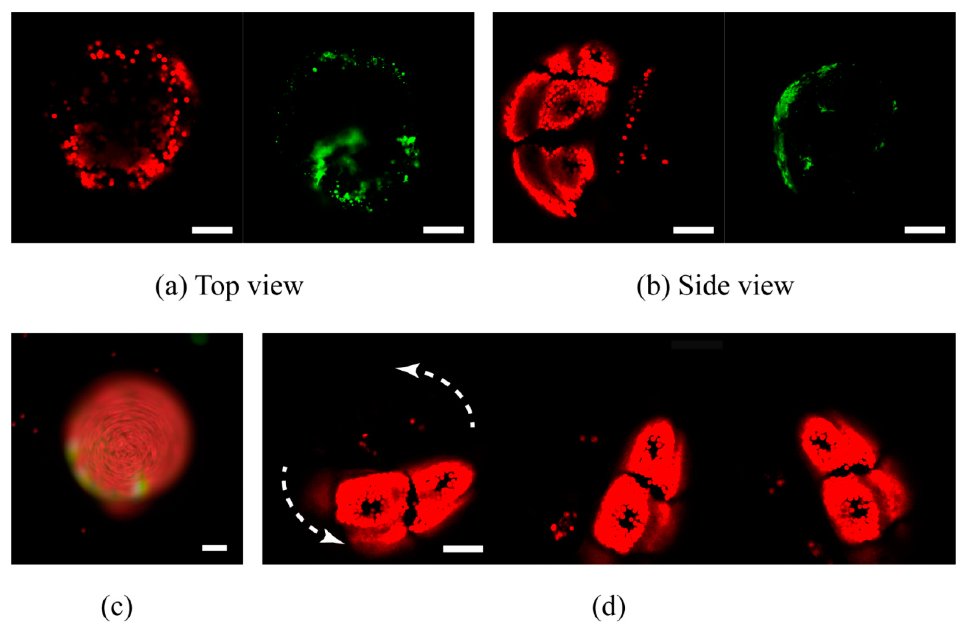 Micromachines 11 00127 g005