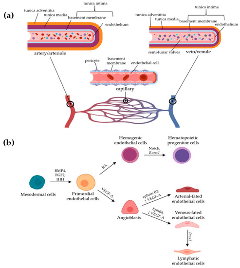 Lymphatic System And The Use Of The Light Beam Generator Youtube