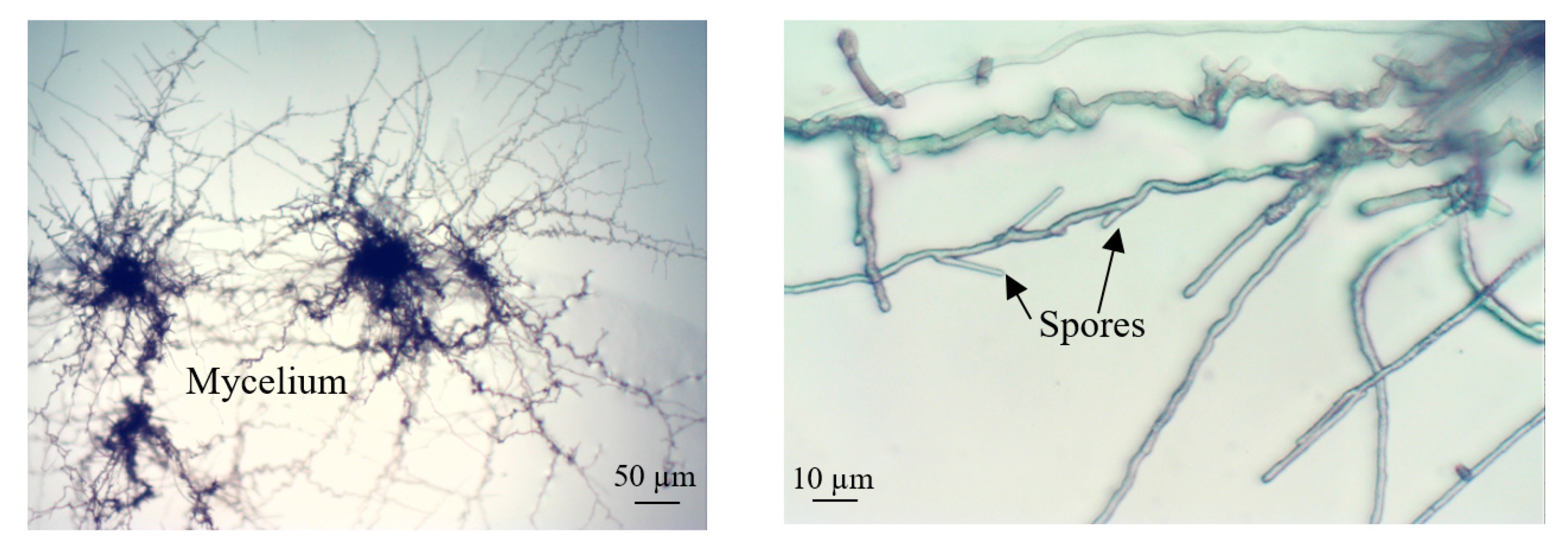 Micromachines 11 00196 g009 Micromachines 11 00196 g009