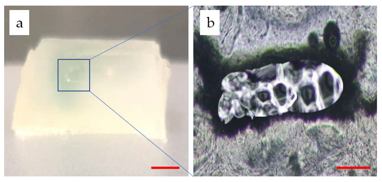 Micromachines 11 00237 g010