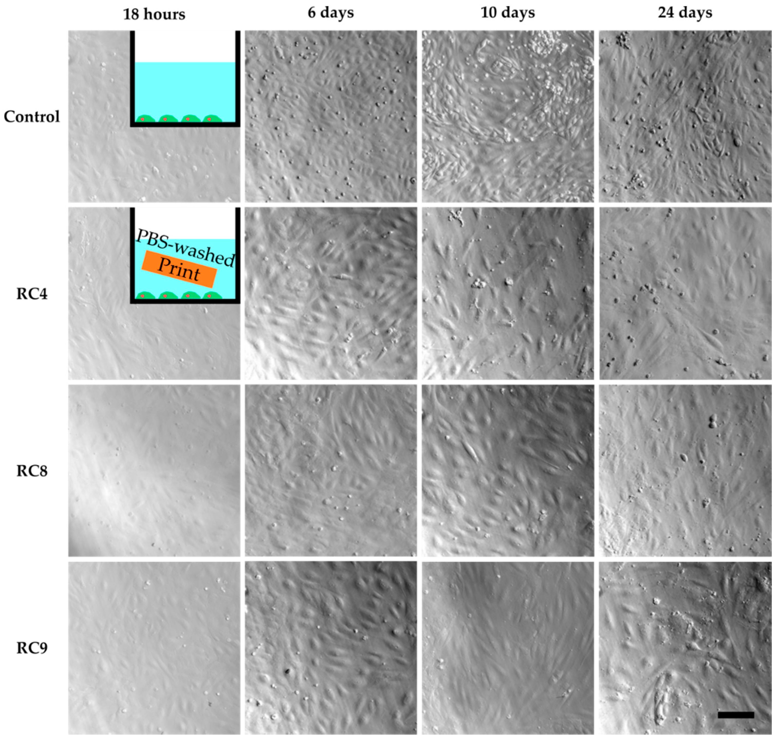 Micromachines Free Full Text A Non Cytotoxic Resin For Micro Stereolithography For Cell Cultures Of Huvecs Html Micromachines Free Full Text A Non Cytotoxic Resin For Micro Stereolithography For Cell Cultures Of Huvecs Html