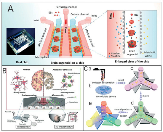 Neurons-on-a-Chip for Drug Development & Neurotoxicity